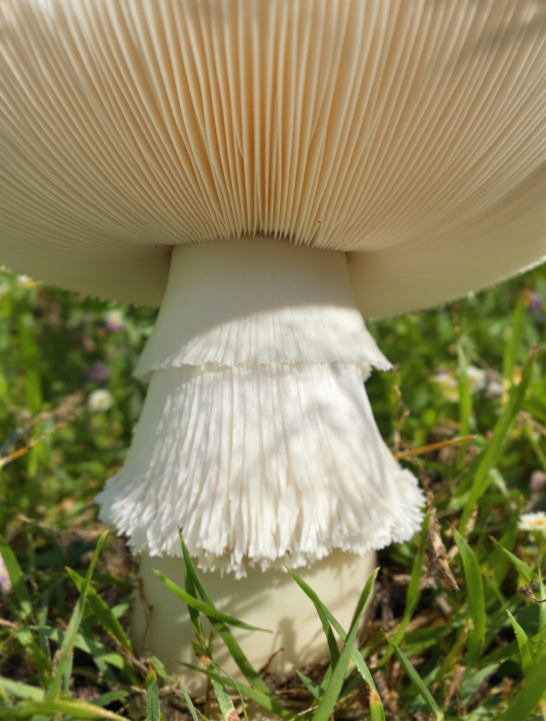 Agaric des jachères blanc avec anneau visible en prairie