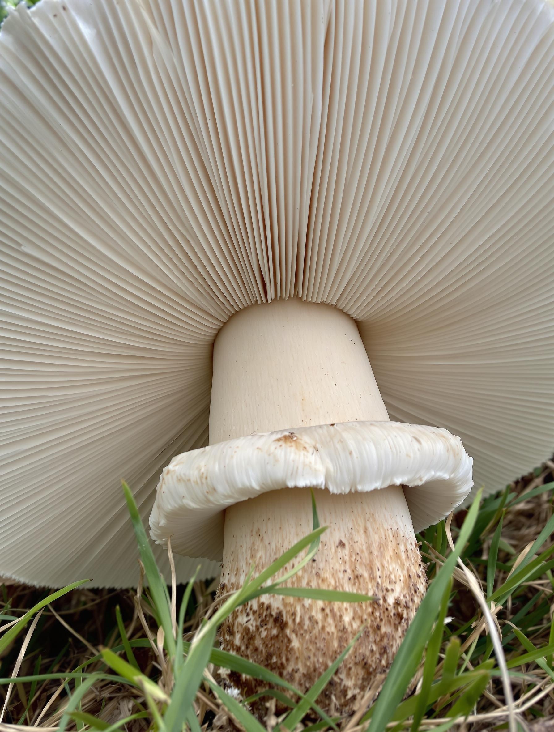 Agaric des jachères mature avec chapeau blanc et anneau caractéristique