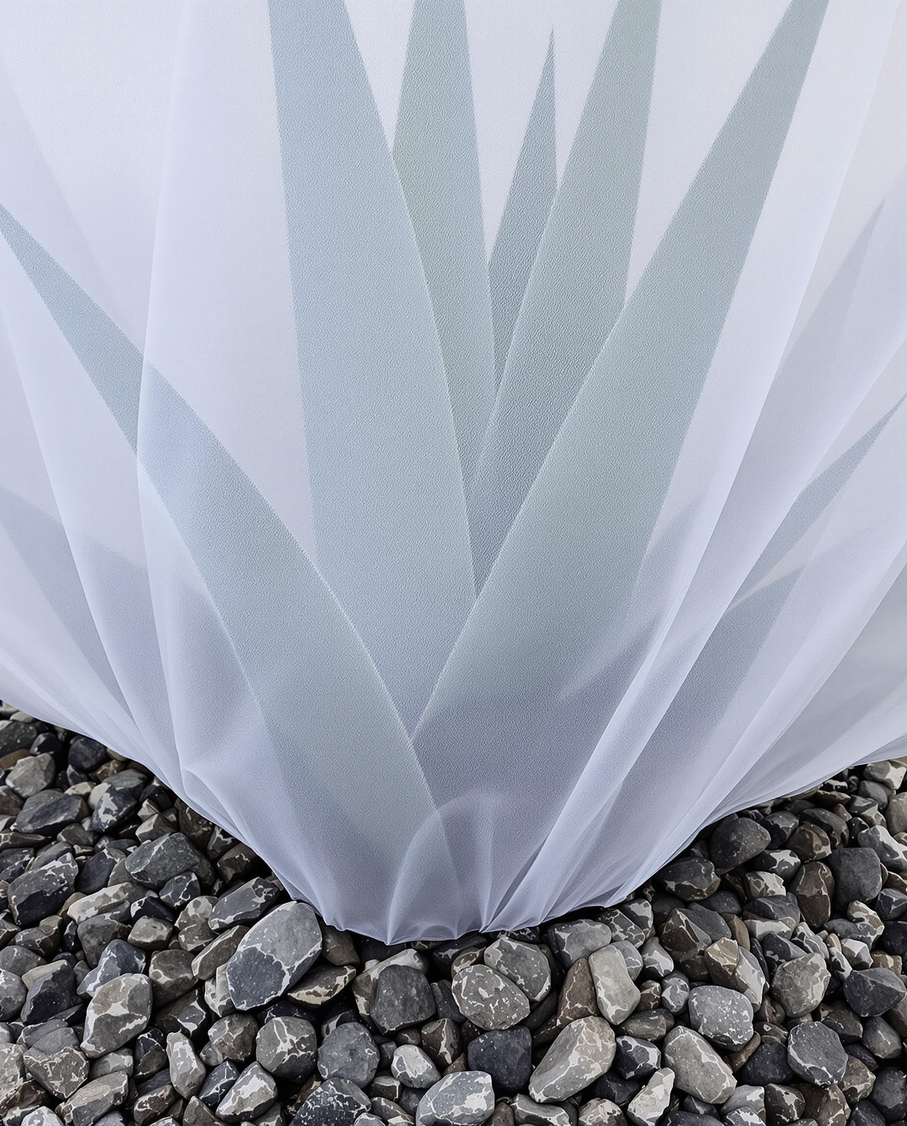 Agave americana protégée sous voile d’hivernage avec paillis de pierres volcaniques