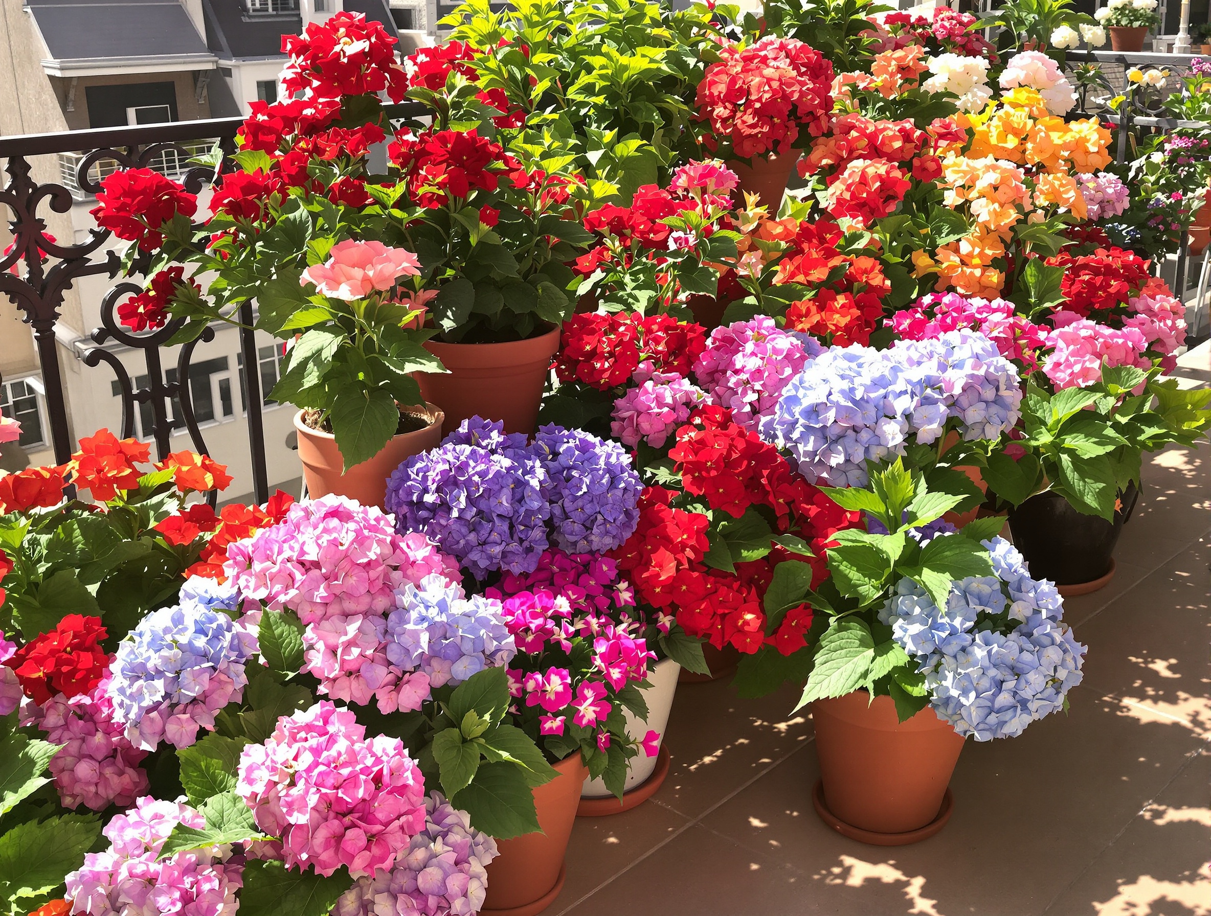 Arrangement coloré de géraniums et d'hortensias dans des pots sur un balcon ensoleillé, illustrant leur beauté et leur popularité malgré les superstitions.
