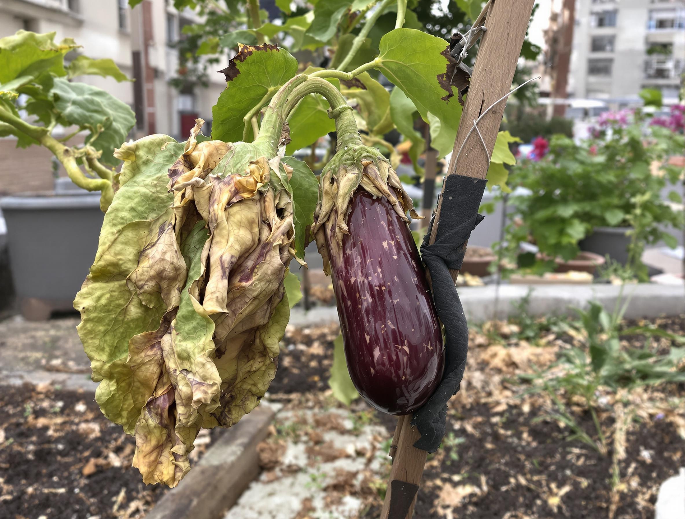 Aubergine flétrie plantée trop tôt, tuteur mal fixé et feuilles jaunes
