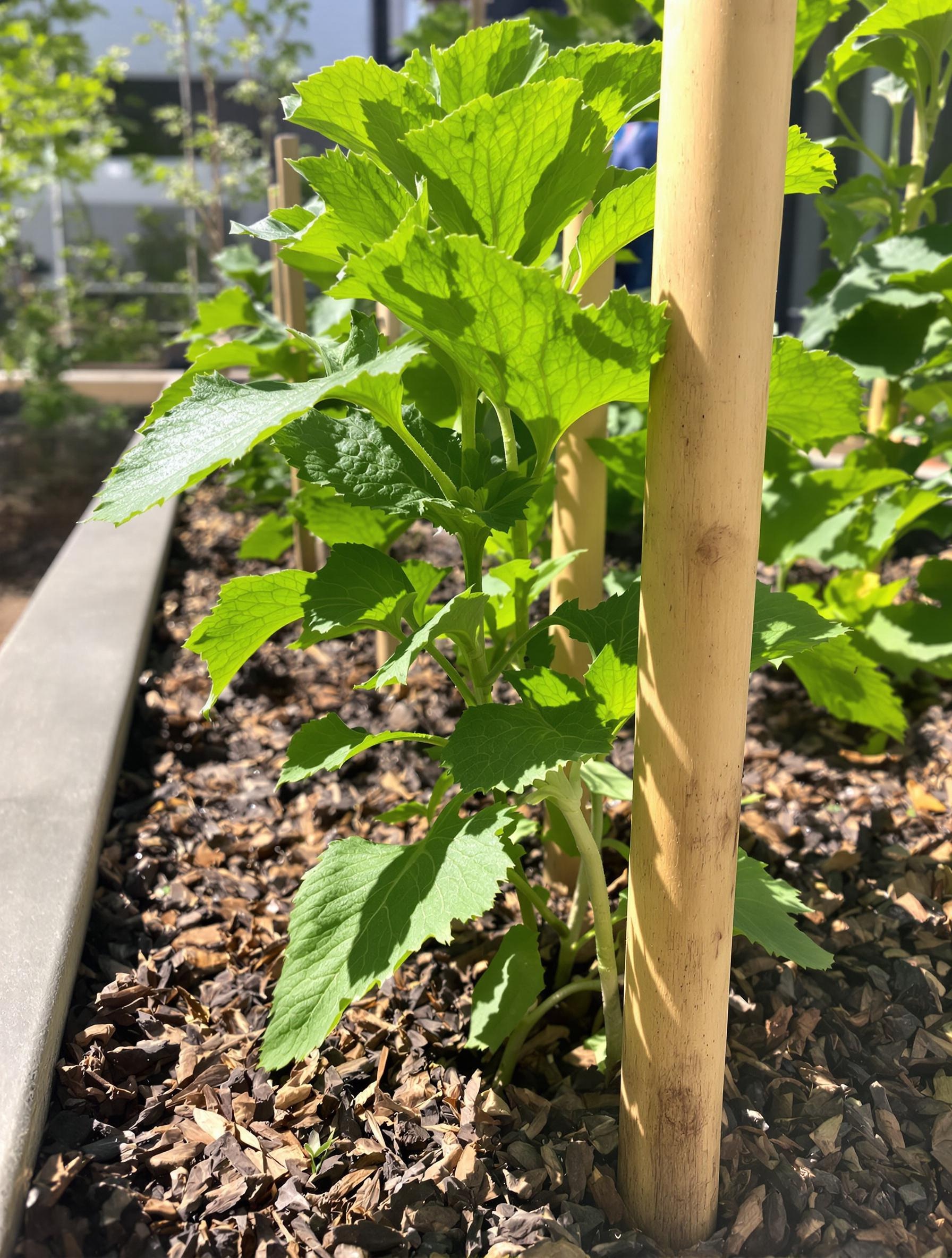 Pied d'aubergine urbain en pleine forme sous le soleil