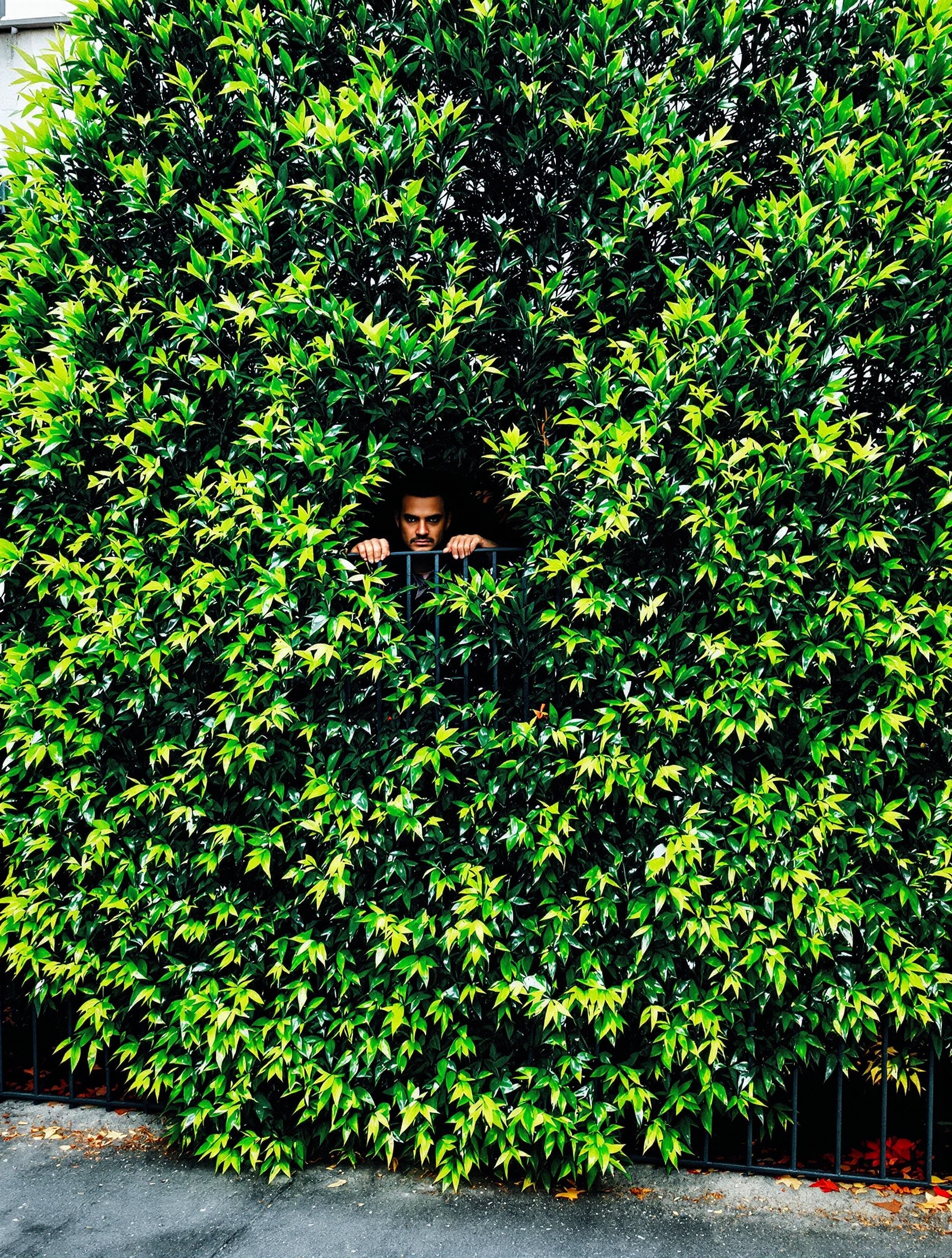 Haie de bambou noir bien taillée, voisin suspicieux