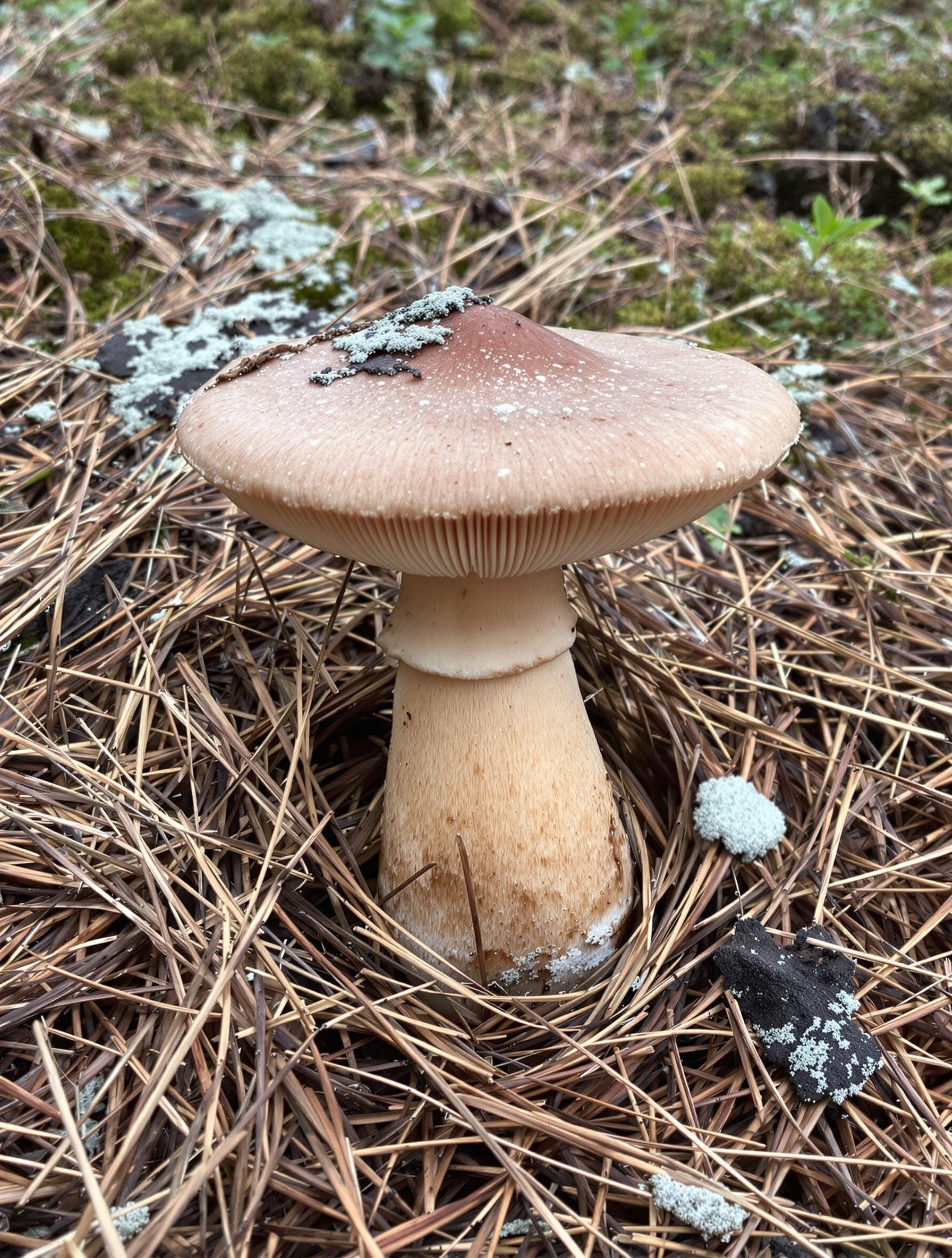 Cèpe des pins sur un tapis d’aiguilles de Pin sylvestre en Finlande