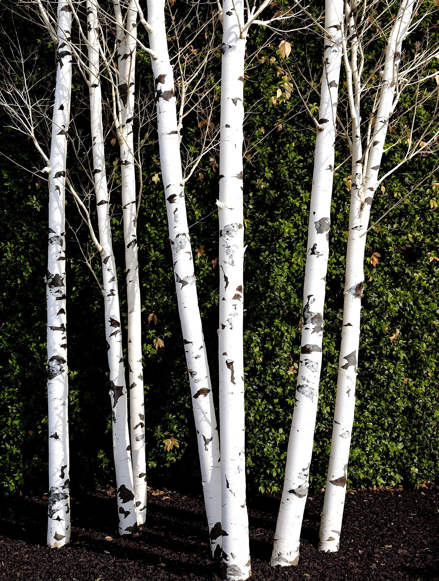 Bouleau en cépée (Betula verrucosa) en hiver sur fond sombre