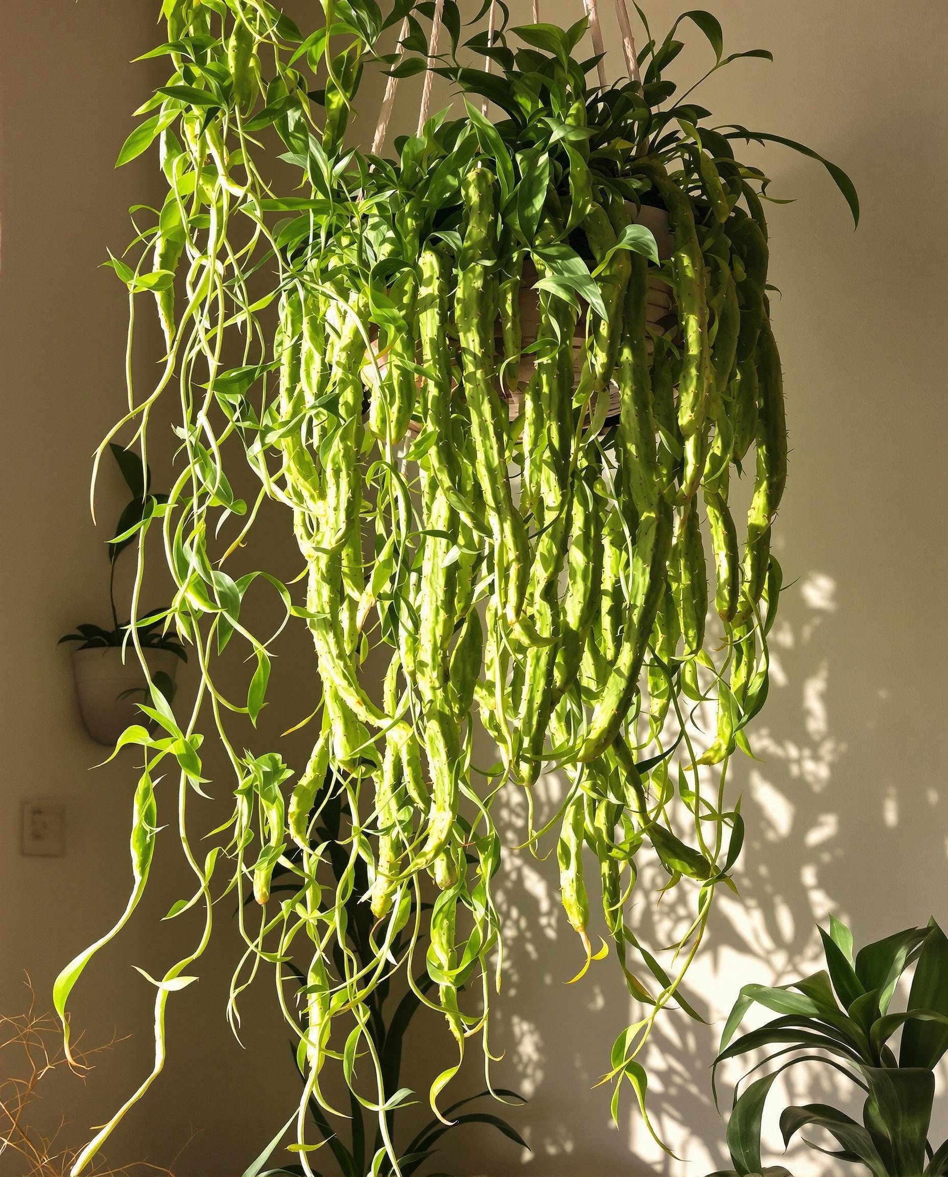 Cactus épiphytes (Epiphyllum, Rhipsalis) heureux en mi-ombre