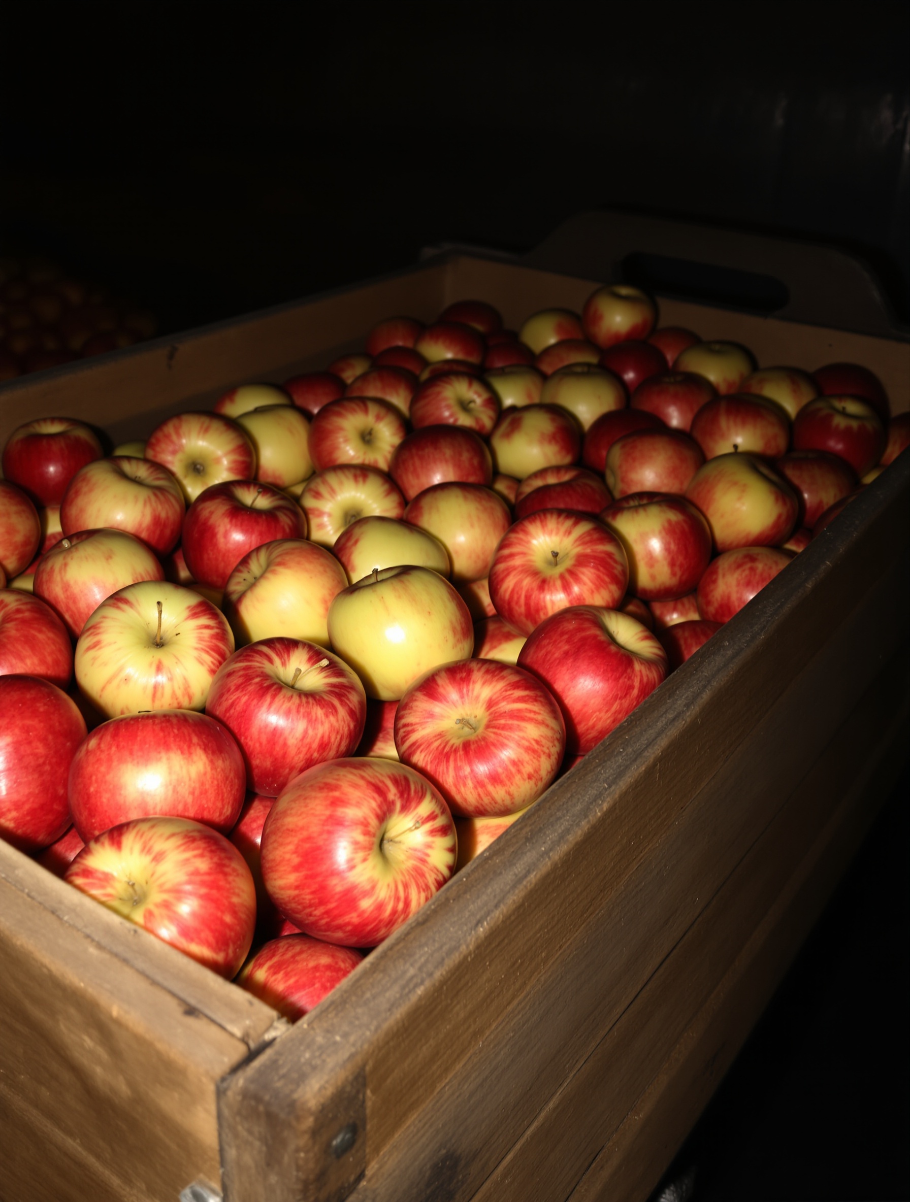Caisse en bois avec pommes Reine des Reinettes espacées dans une ambiance cave.