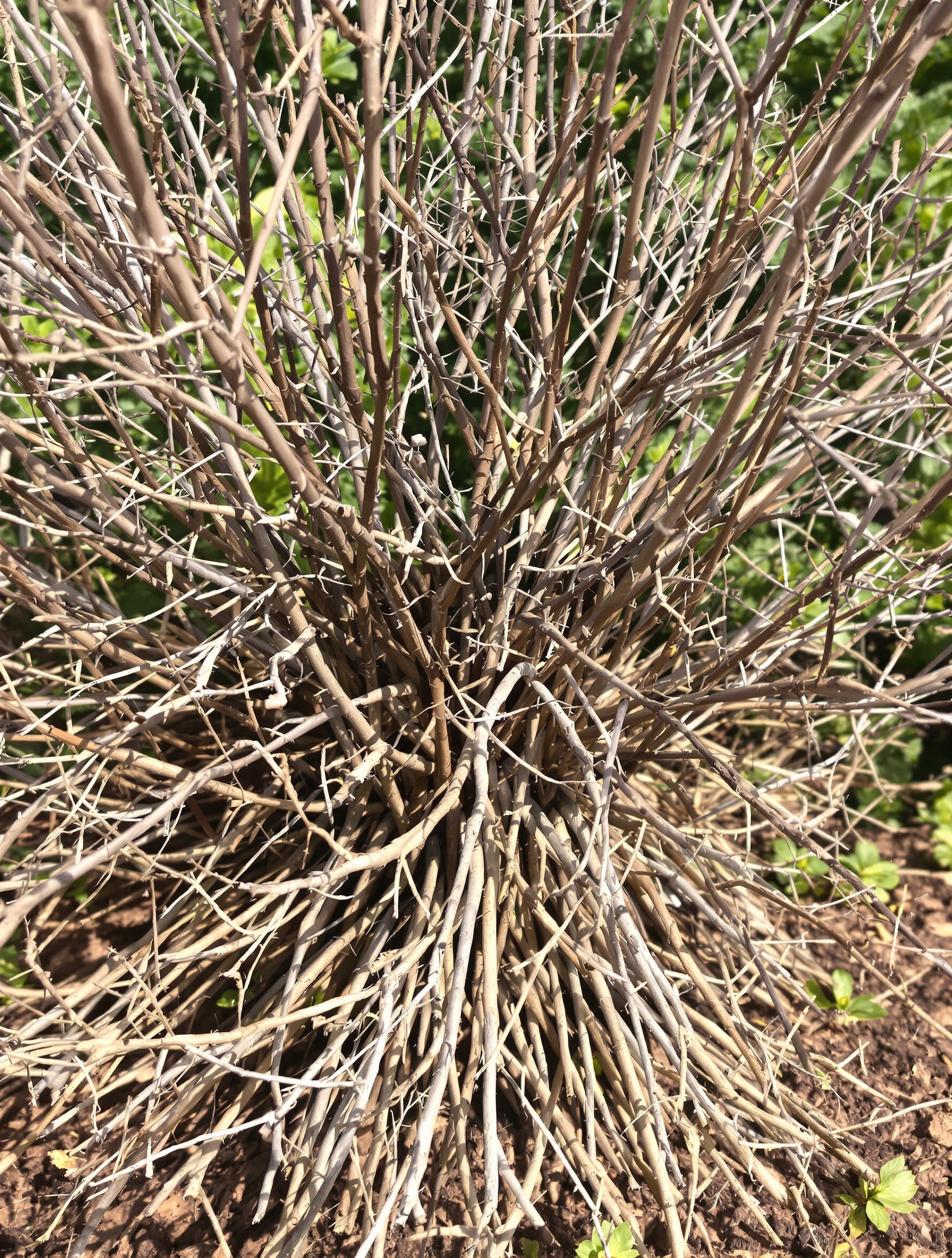 céanothe persistant en mauvaise santé avec beaucoup de bois mort visible