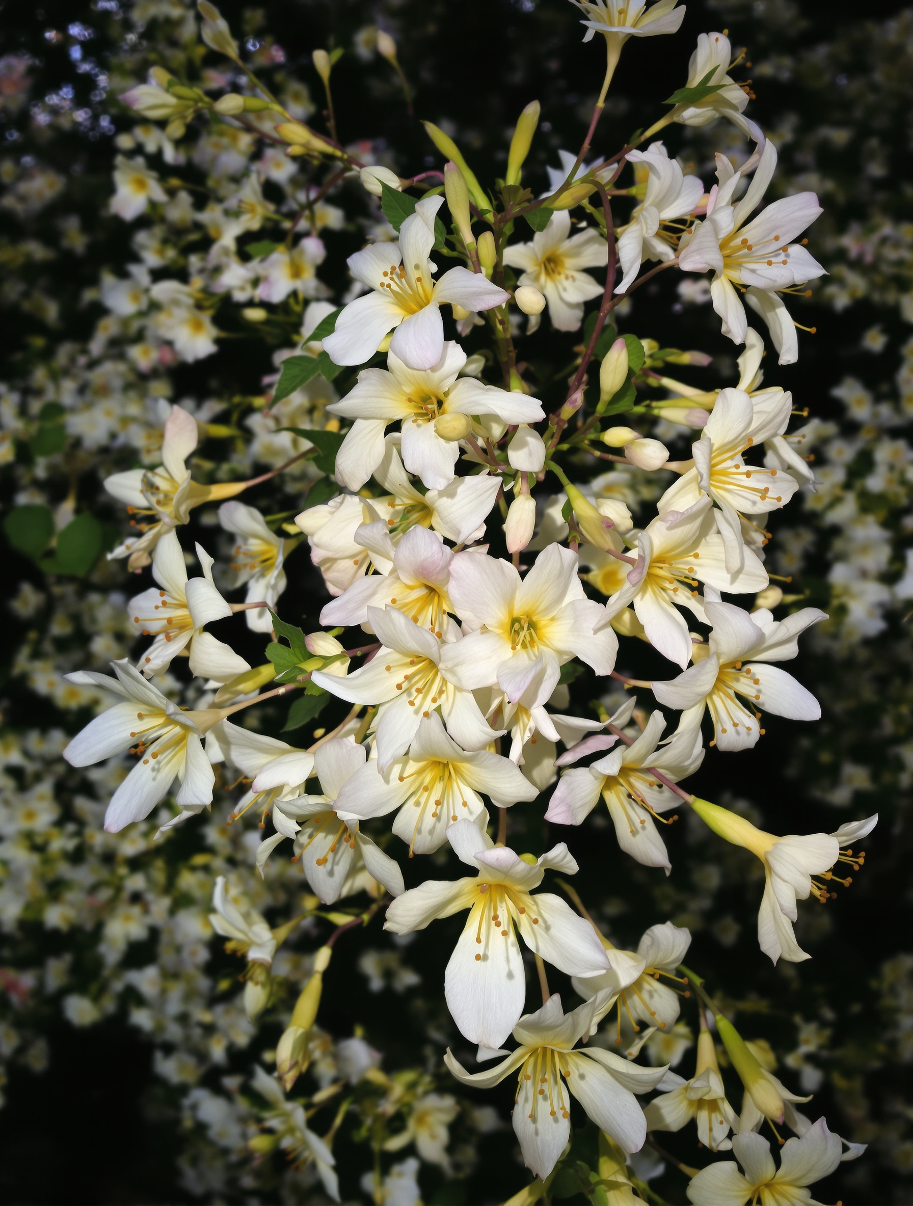 Chèvrefeuille fleuri au crépuscule sauvage