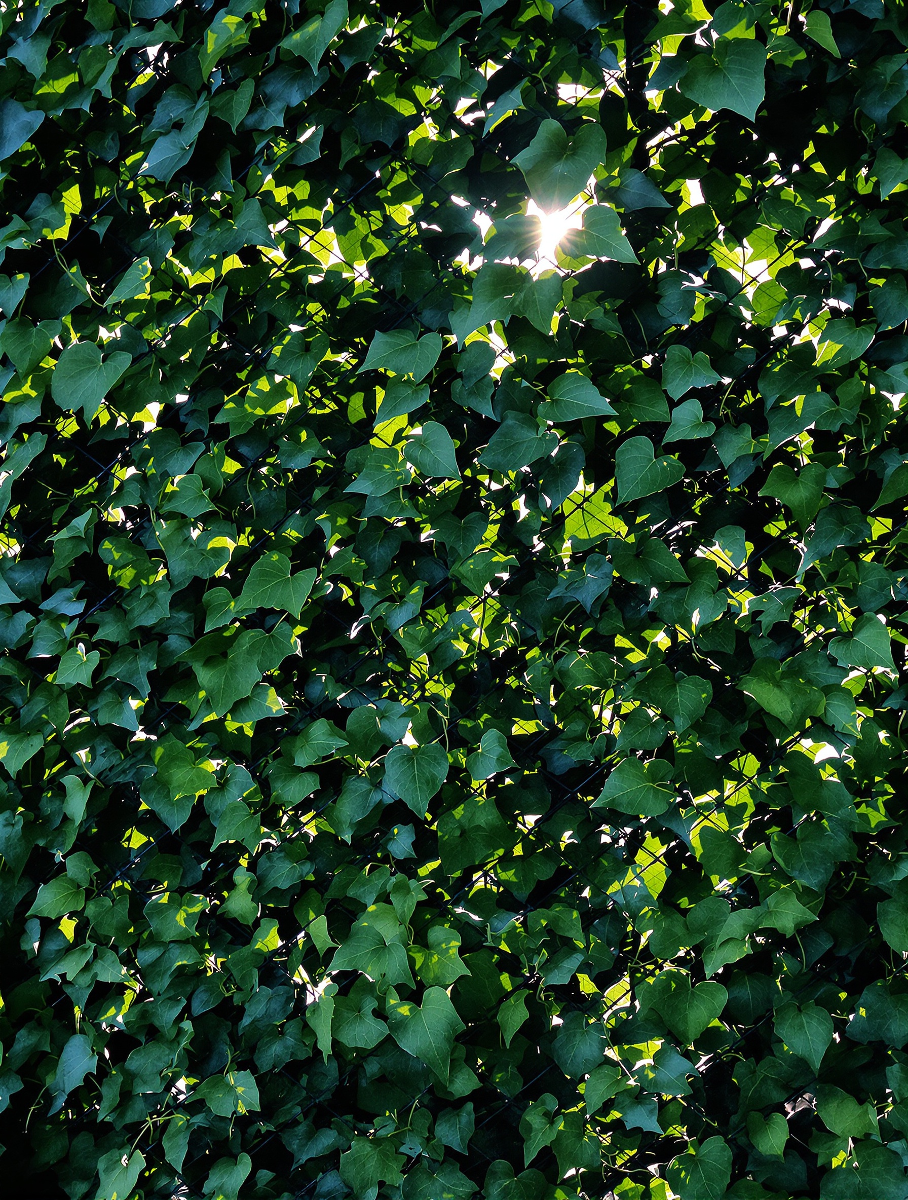 Clôture recouverte de lierre dense - occultation naturelle