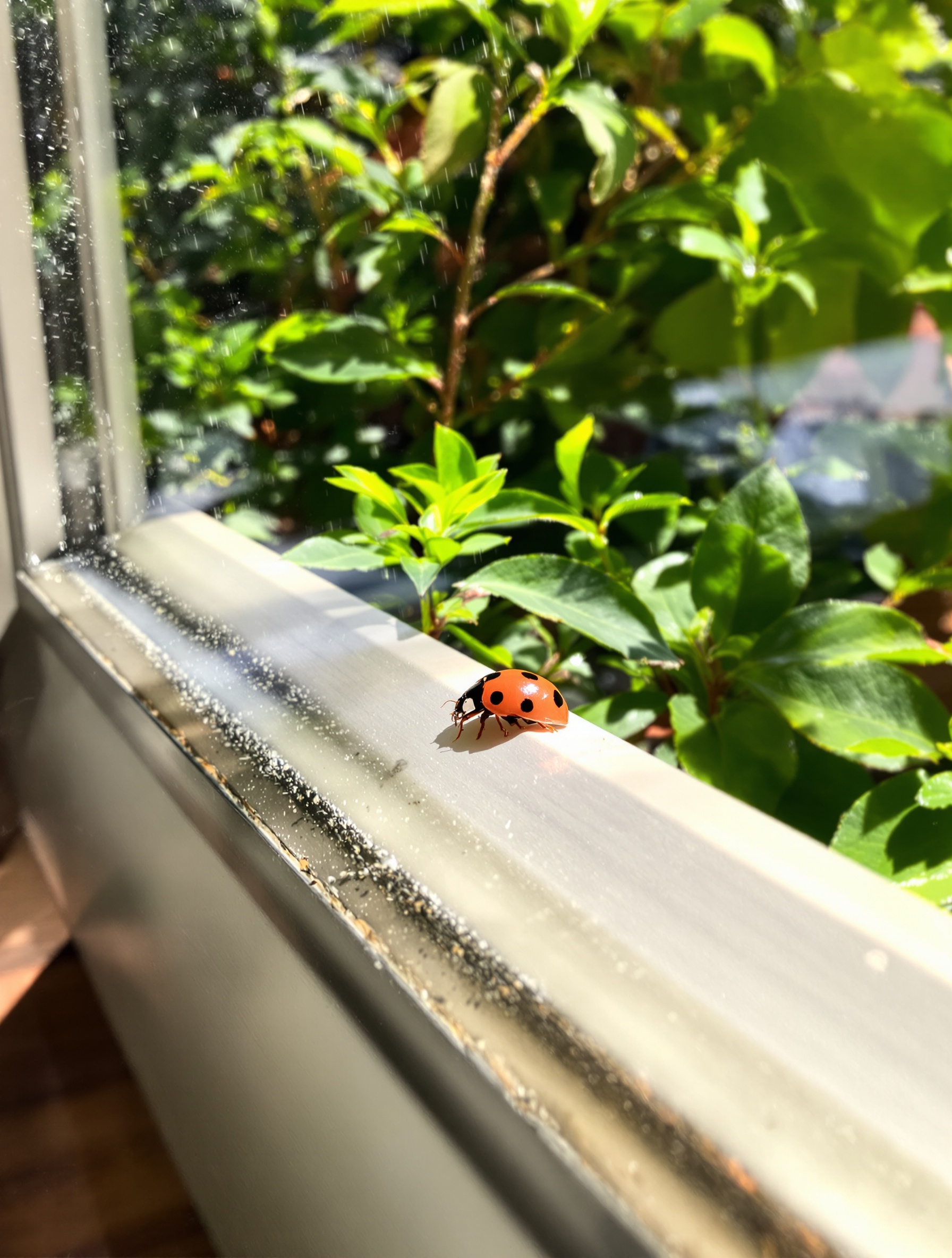 Coccinelle sur rebord de fenêtre intérieur maison française moderne.
