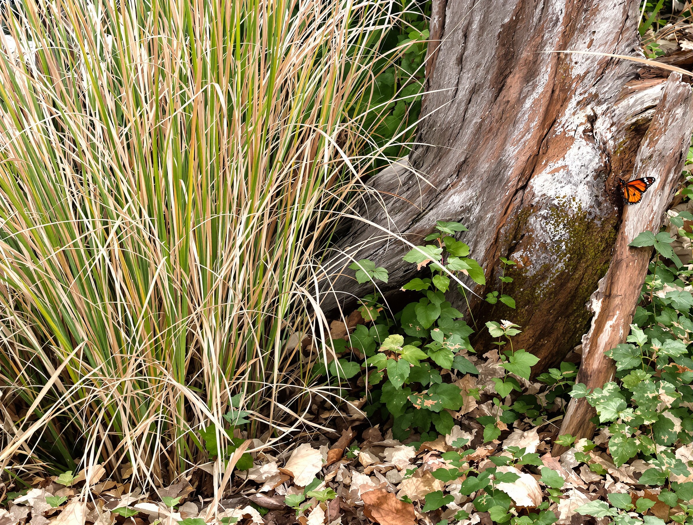 Un coin de jardin volontairement laissé en friche, avec des herbes hautes, un tas de feuilles mortes et un vieux tronc d'arbre. L'ambiance est naturelle et accueillante pour la petite faune, illustrant le concept de 'jardin buffet'.