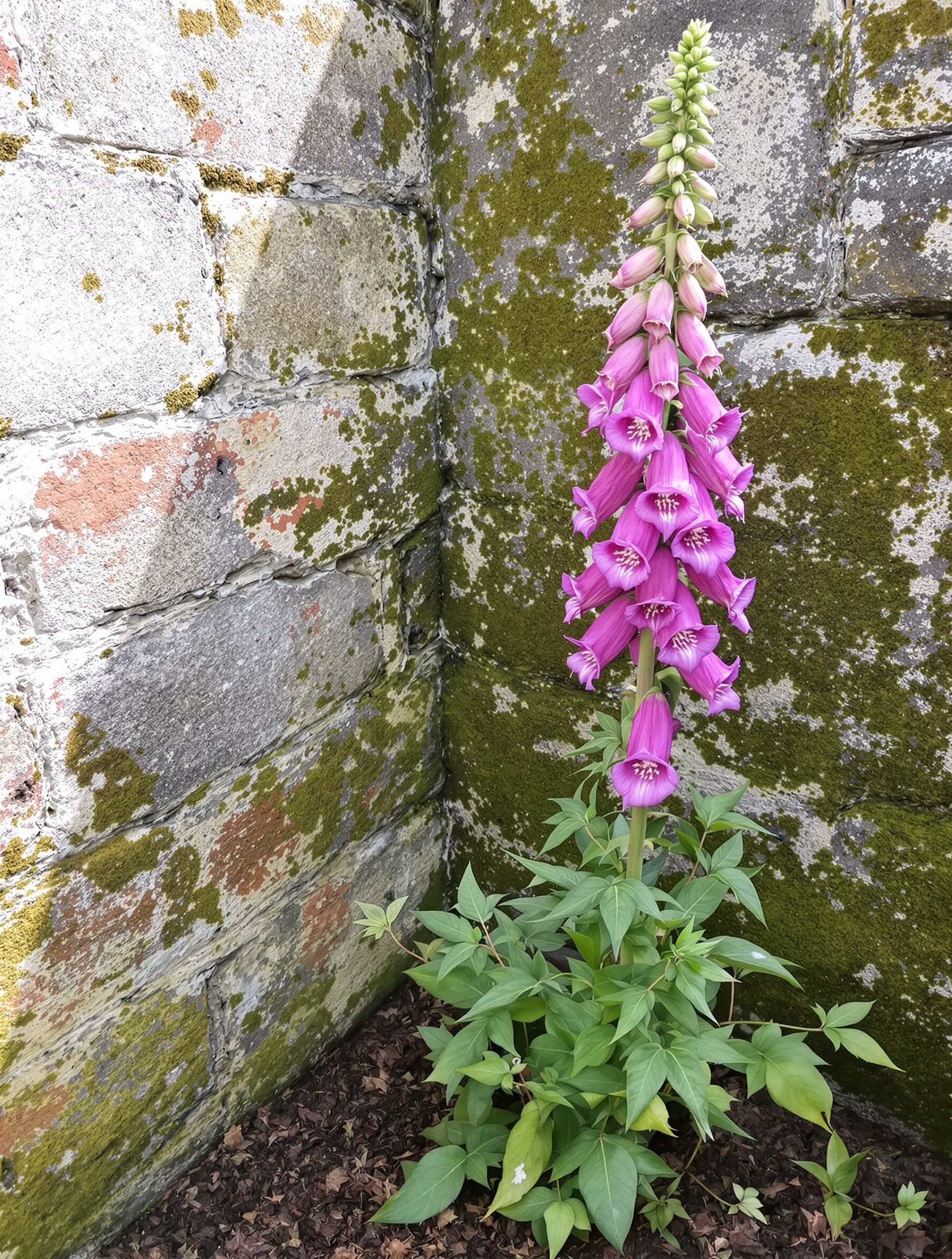 digitale pourpre exposition idéale jardin mi-ombre