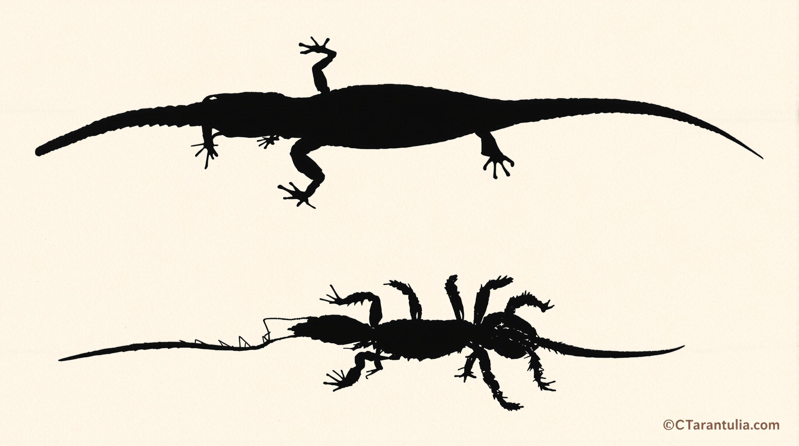 Comparaison entre Tarente, lézard des murailles et Mygale de Provence.