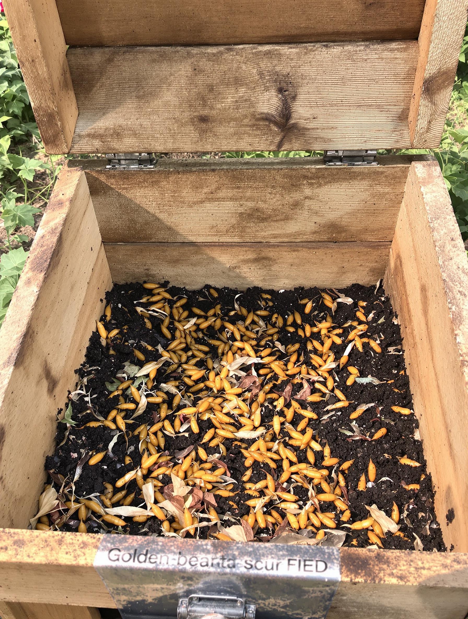 Larves de cétoine dorée utiles dans compost urbain