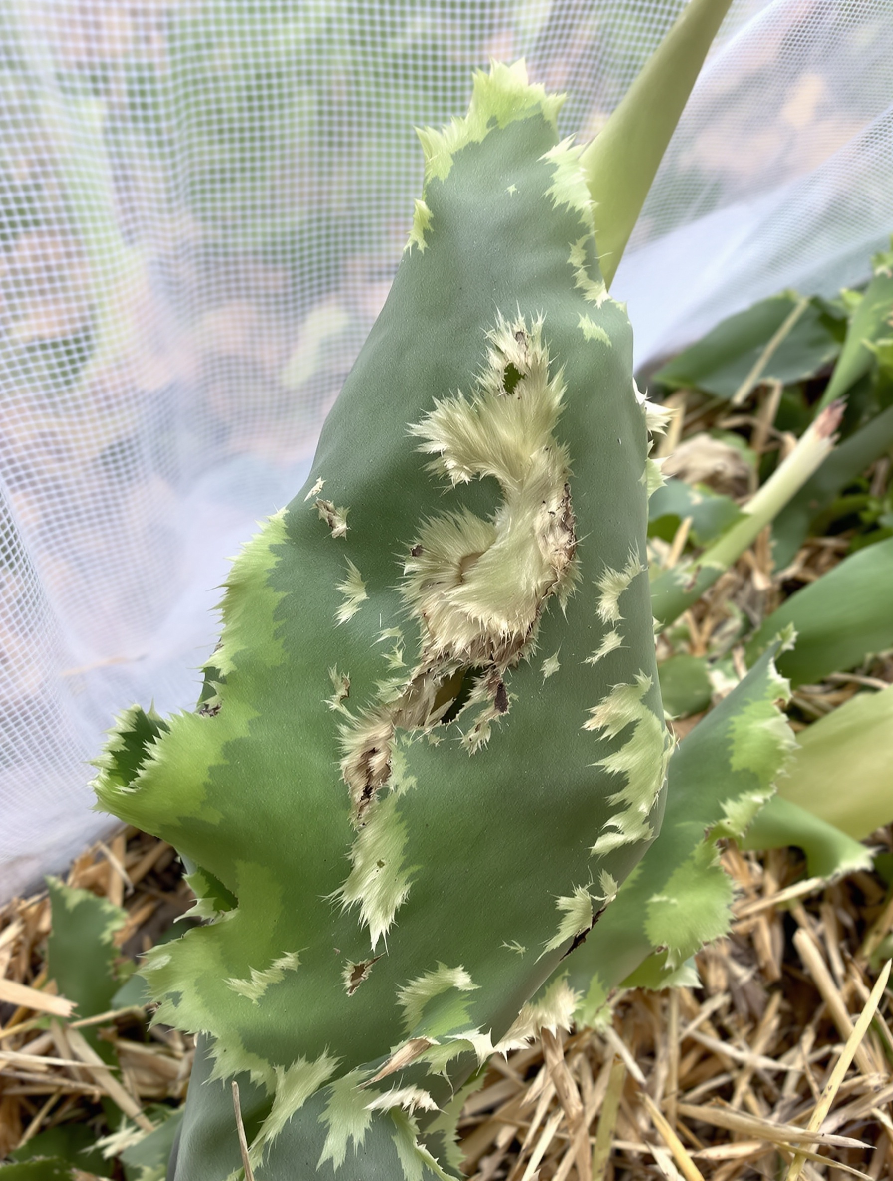 Feuilles attaquées par la teigne du poireau avec filet anti-insectes et paillage visibles.
