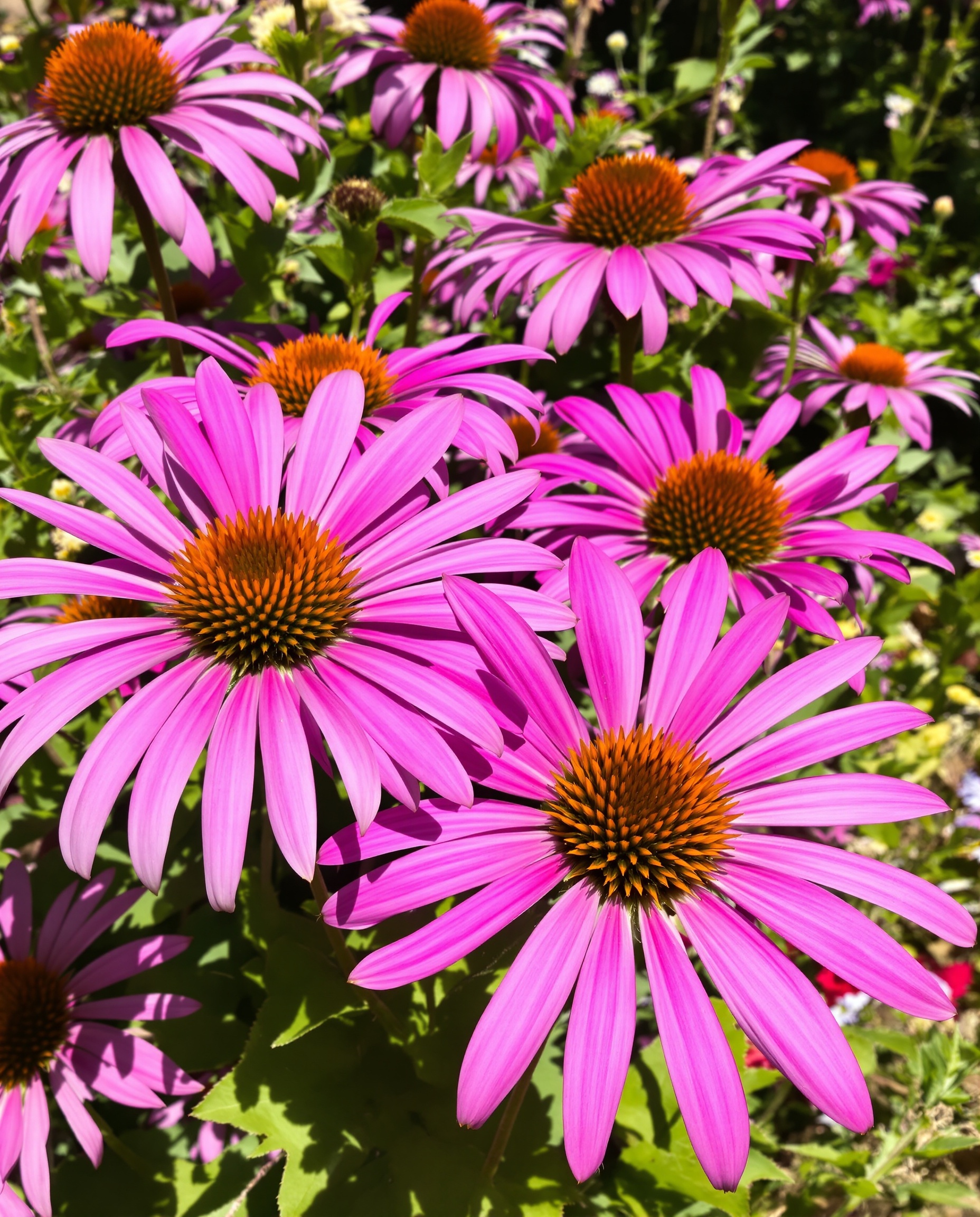 Échinacée en plein soleil dans un jardin bohème