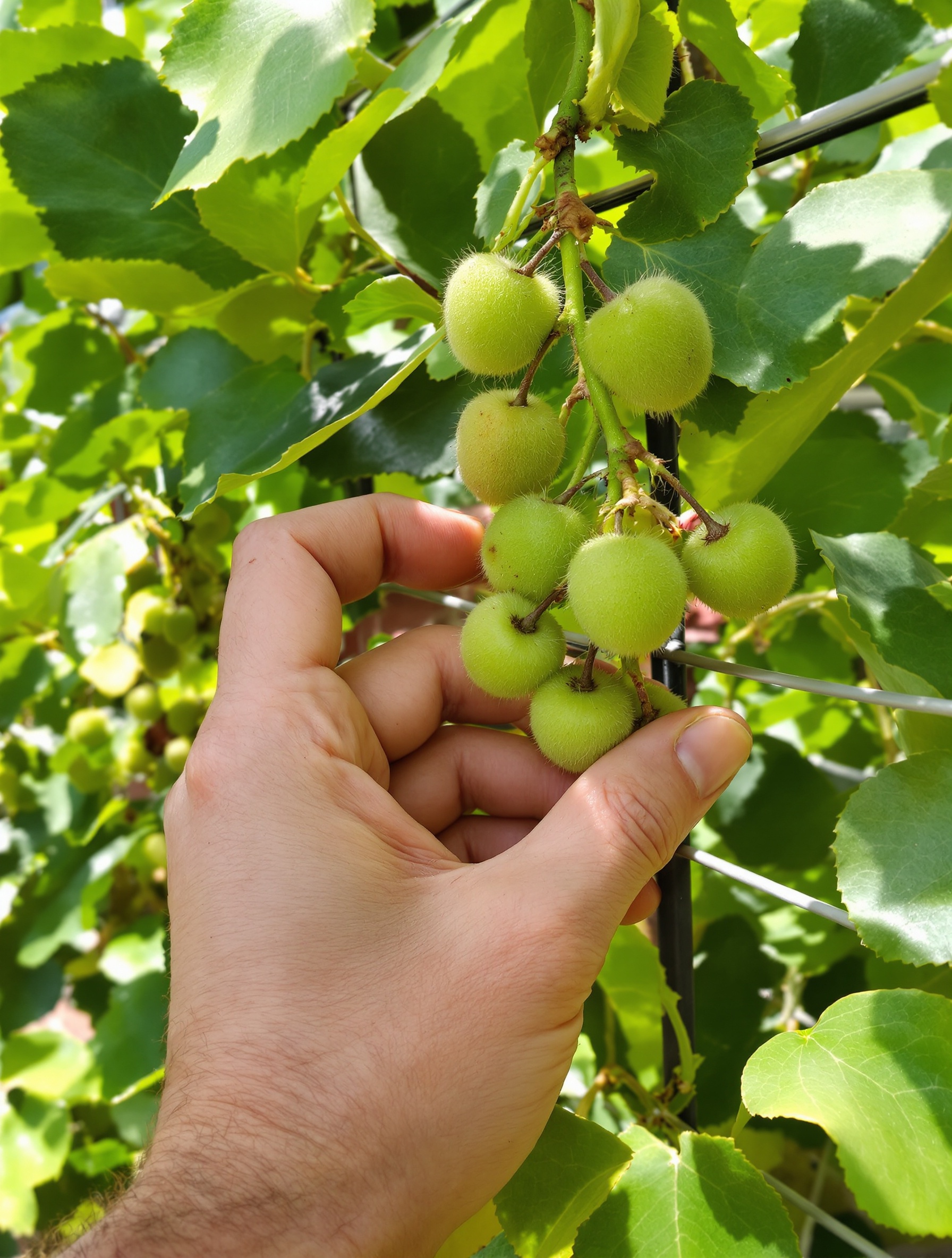 éclaircissage main kiwi jardinier