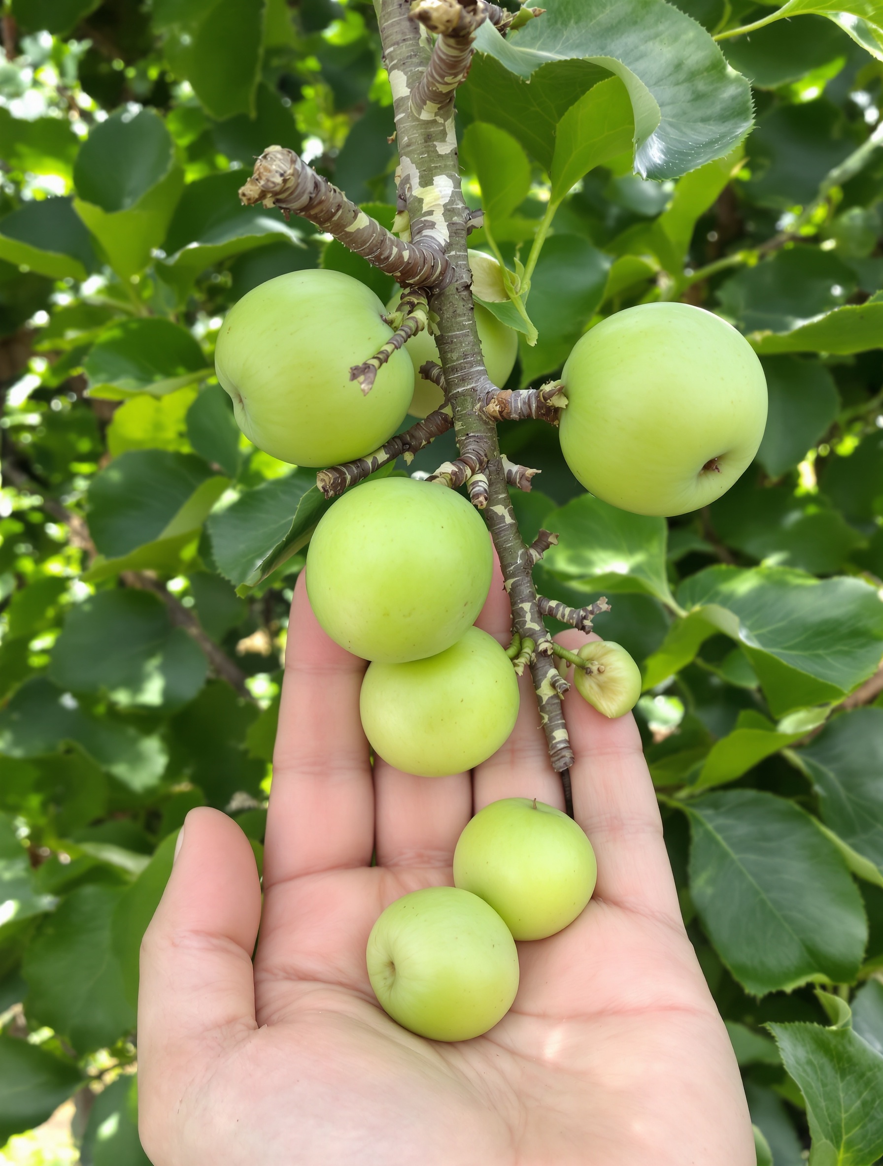 Éclaircissage manuel sur branche chargée de petites pommes.