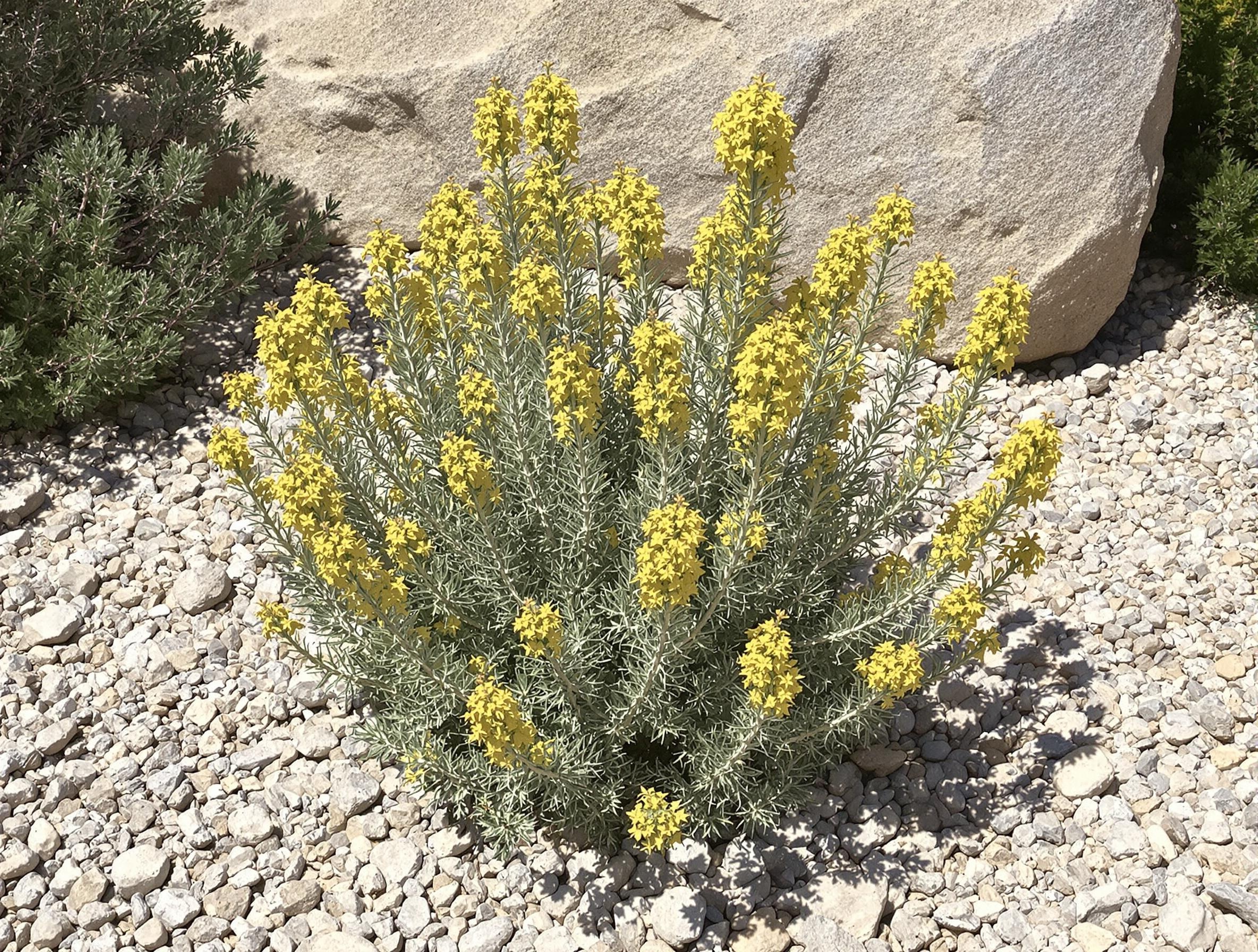 Euphorbia characias en plein soleil dans une garrigue méditerranéenne