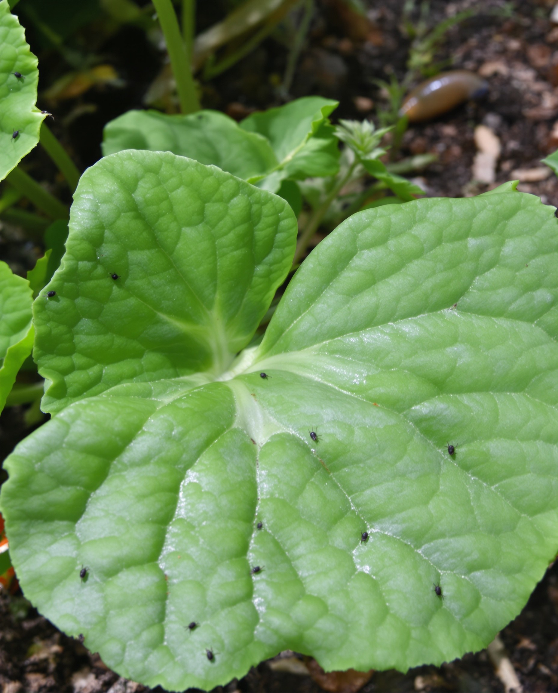 feuilles capucine tubéreuse pucerons noirs limace