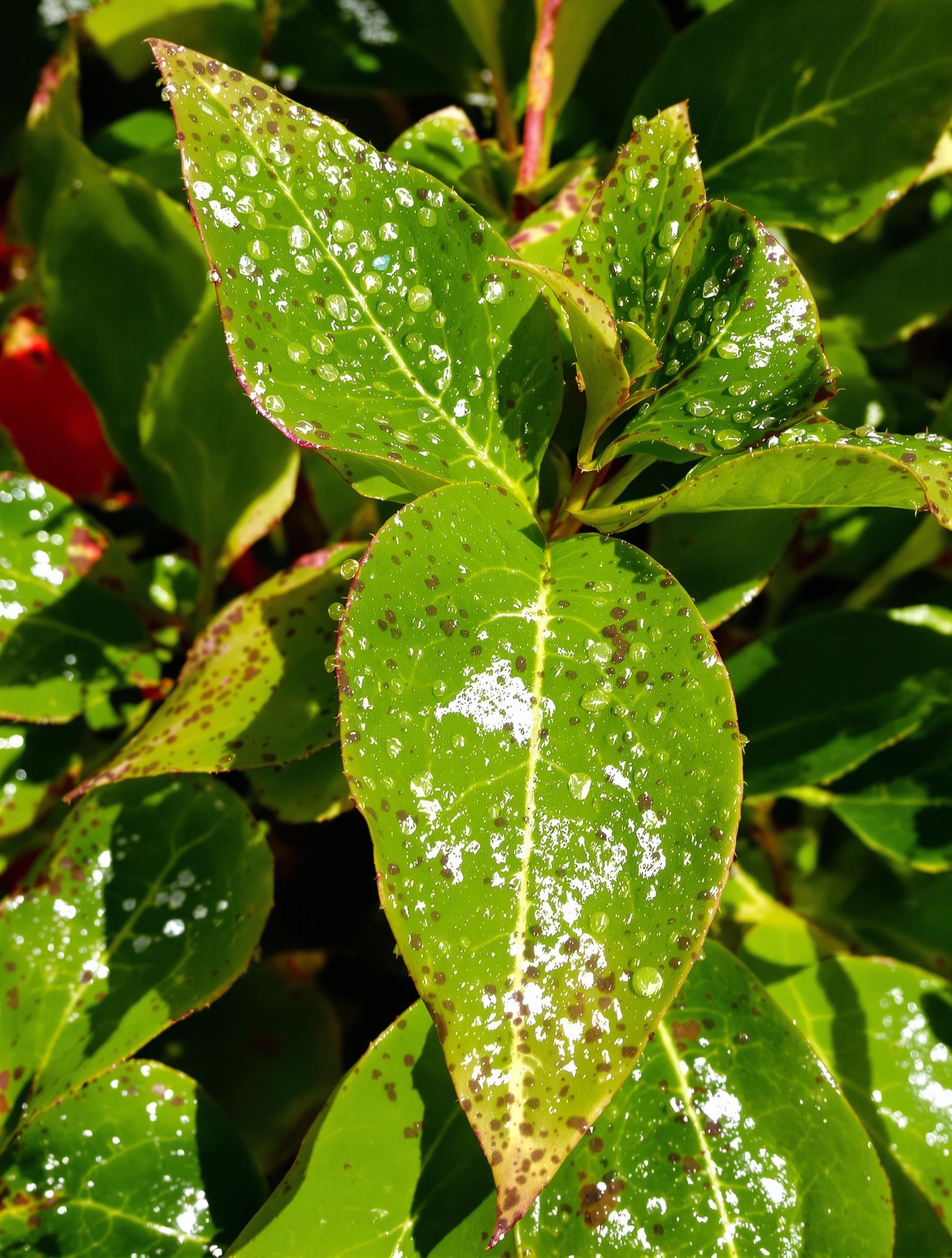 Feuilles laurier rose pucerons miellat alerte maladie