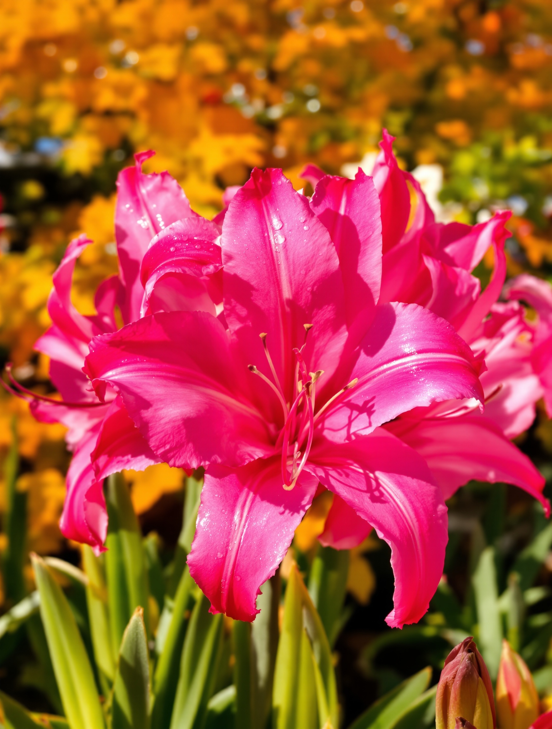 Nérine rose éclatante jardin automne
