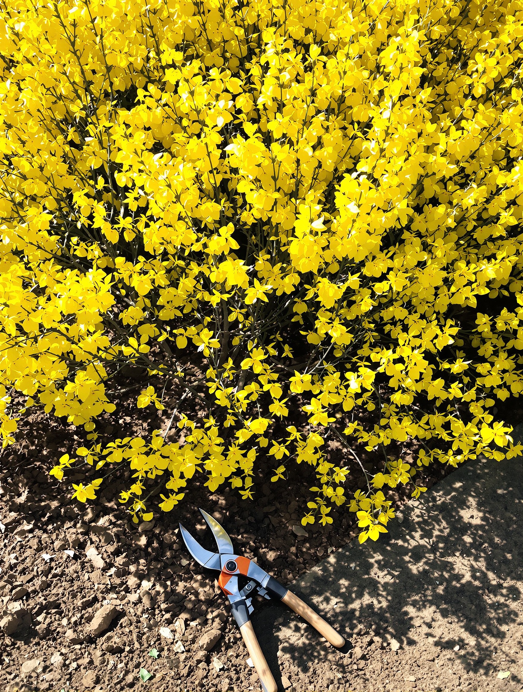forsythia éclatant de fleurs jaunes dans un jardin bohème, secateur posé au sol et rayon de soleil