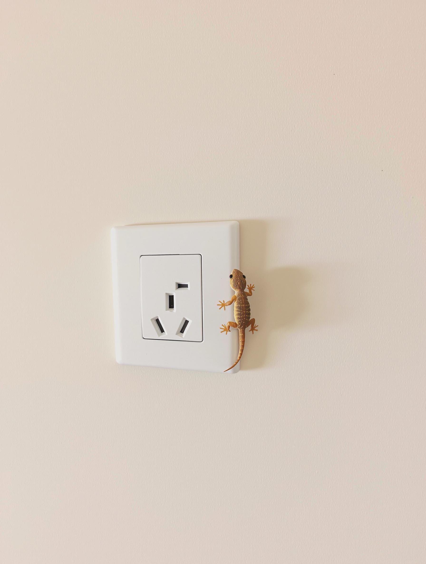 Gecko posé près d'une prise électrique, aucun câble endommagé.