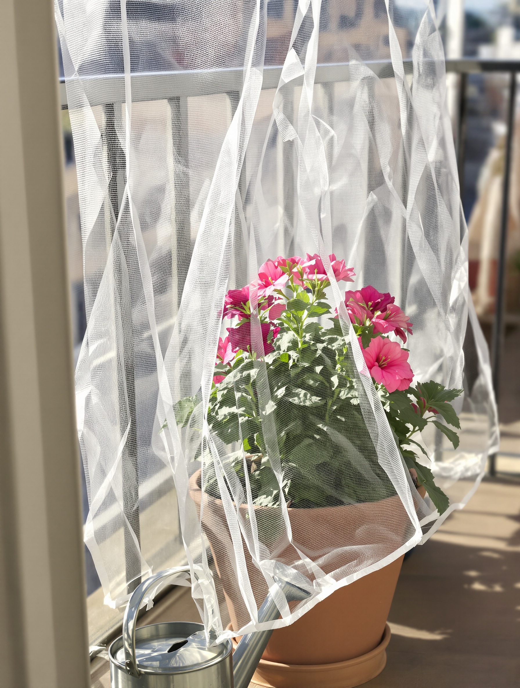 Géranium en pot sur balcon urbain protégé par un voile léger et arrosé au lever du jour.