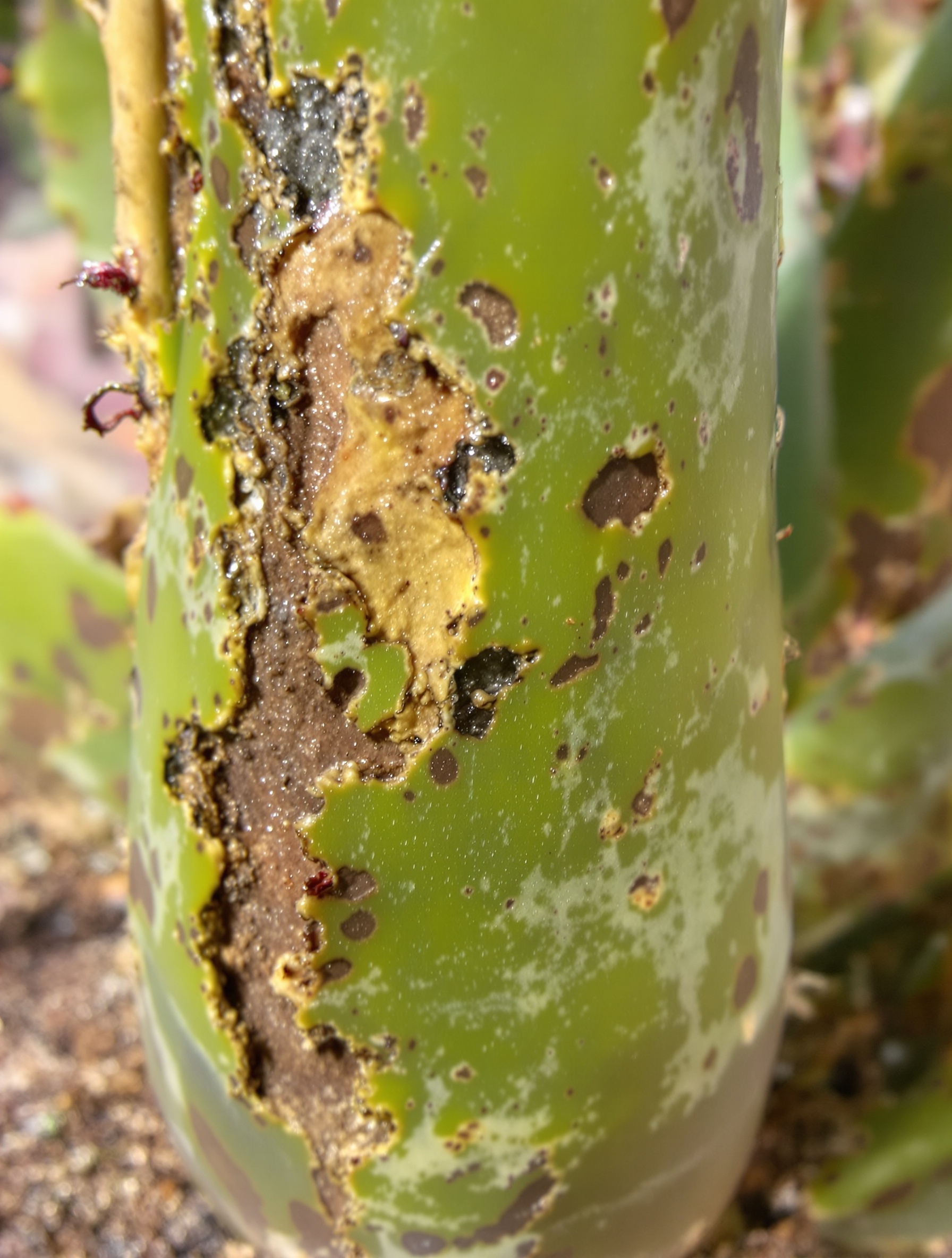 Base d'une feuille d'Aloe vera brunie et ramollie