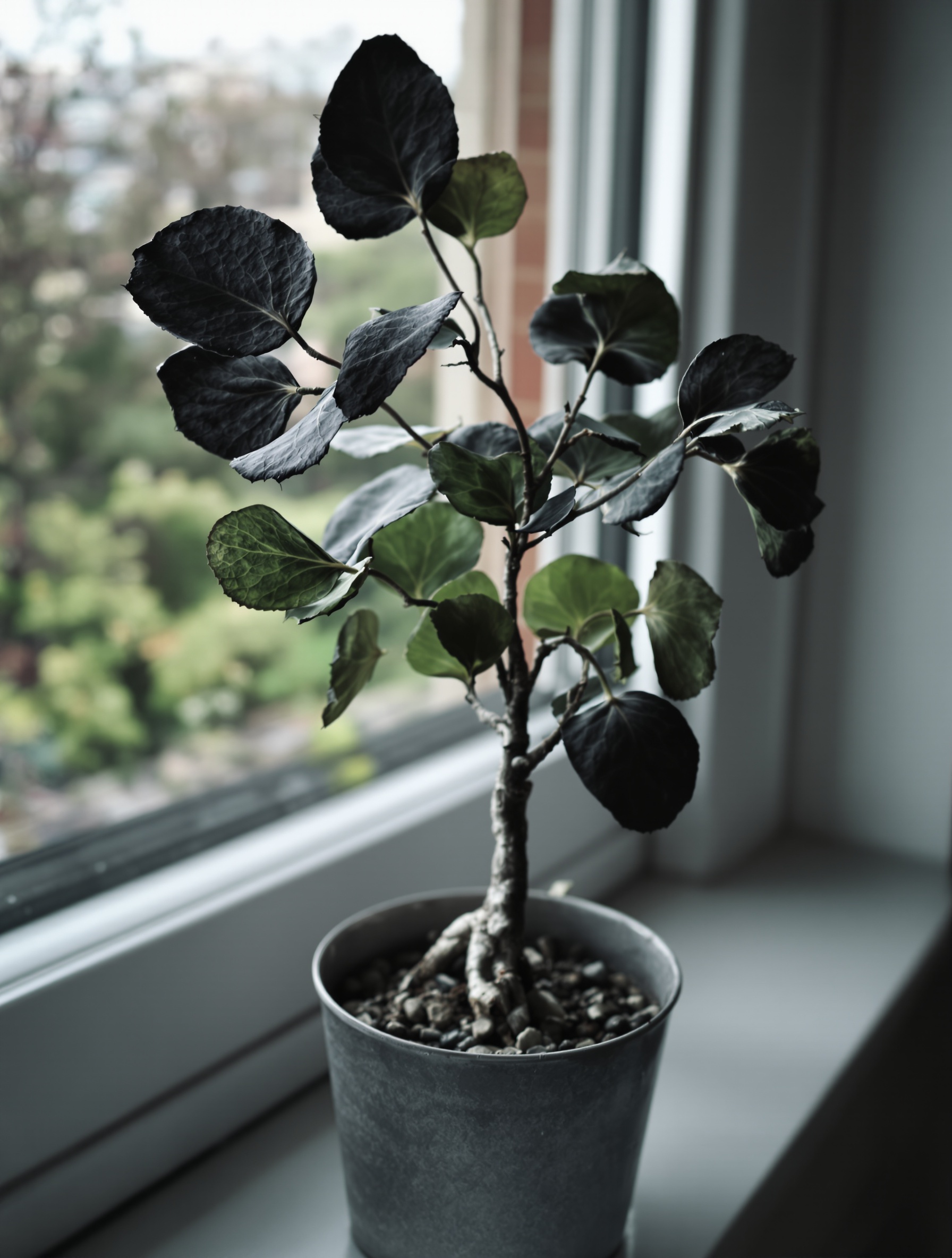 Bouture eucalyptus ratée : feuilles noircies et tige desséchée sur rebord de fenêtre