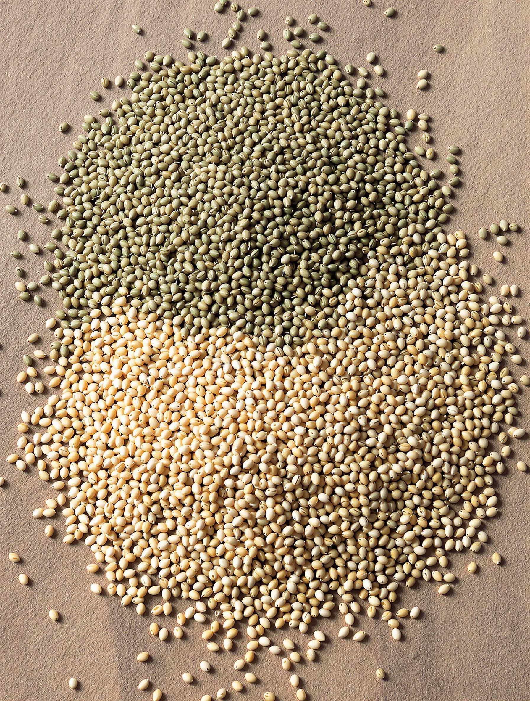 Semences ray-grass anglais, fétuque élevée et pâturin des prés triées pour semis de pelouse résiliente.