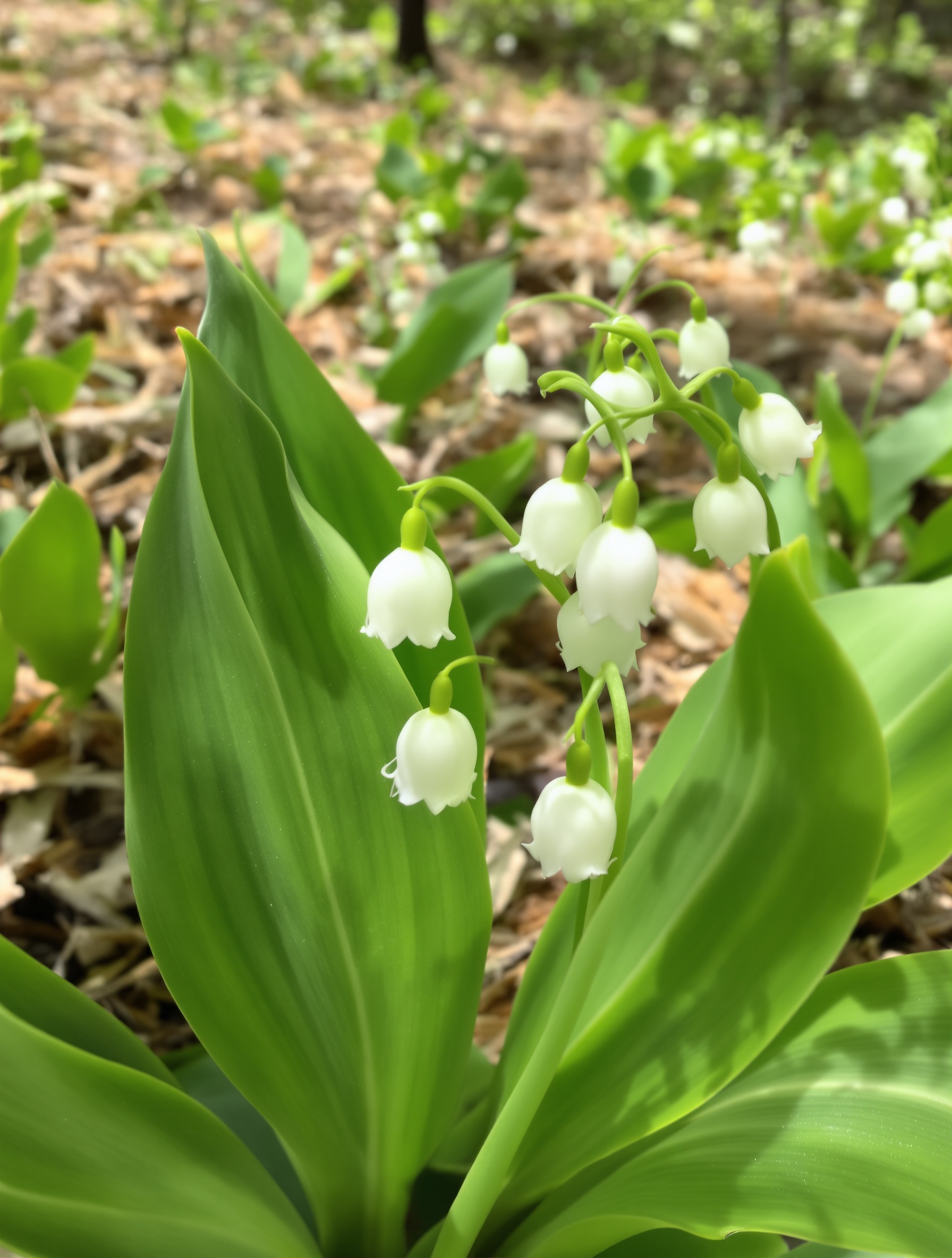 Plant de muguet montrant feuilles fraîches et sol paillé dans un sous-bois