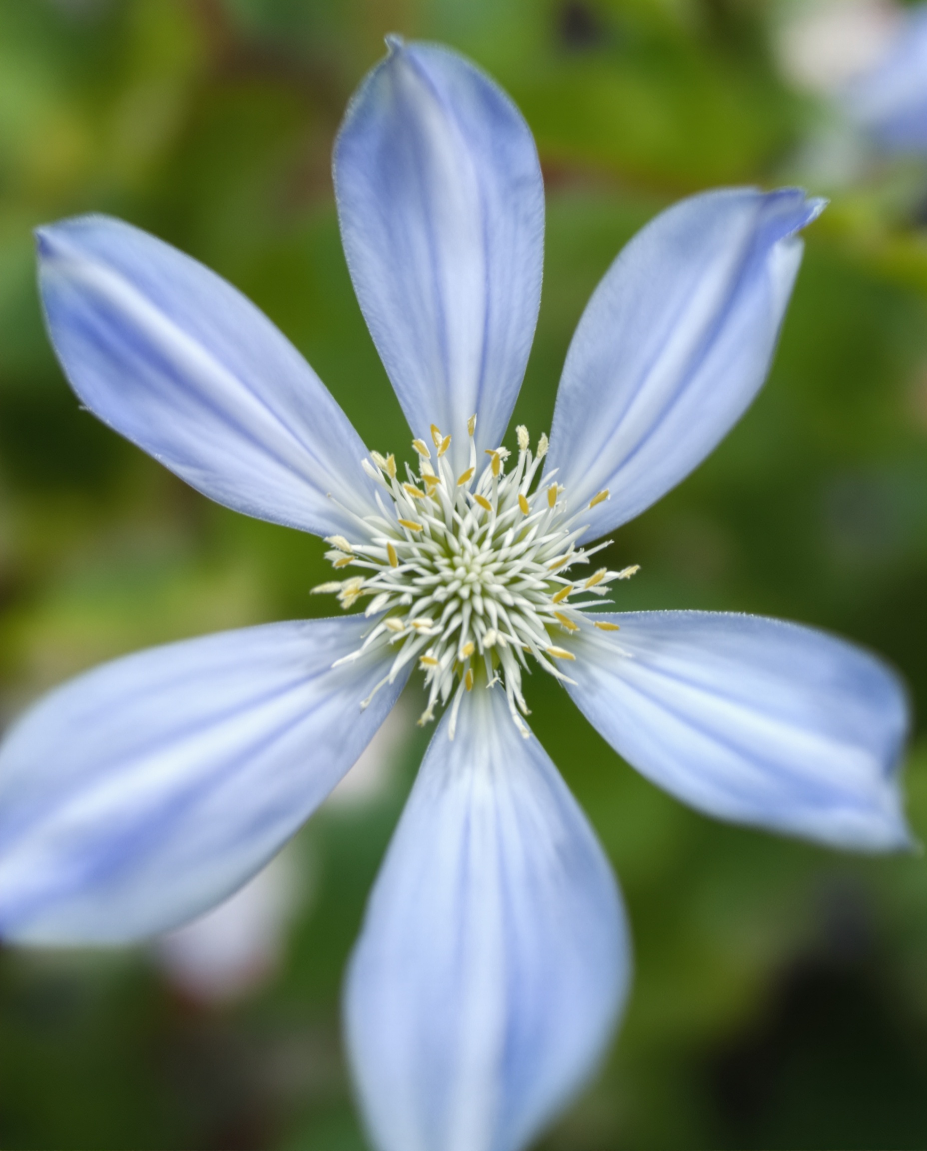 Nigelle de Damas gros plan fleur bleue sauvage