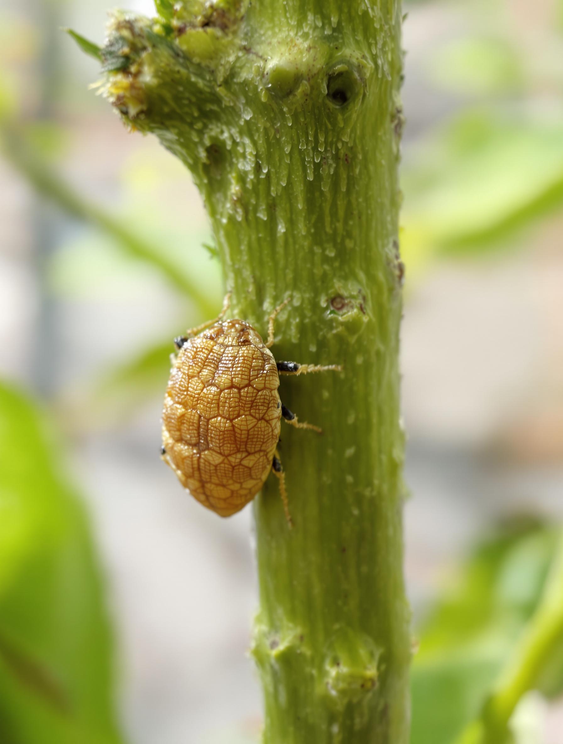 Gros plan d’un Parthenolecanium corni sur tige de citronnier d’appartement