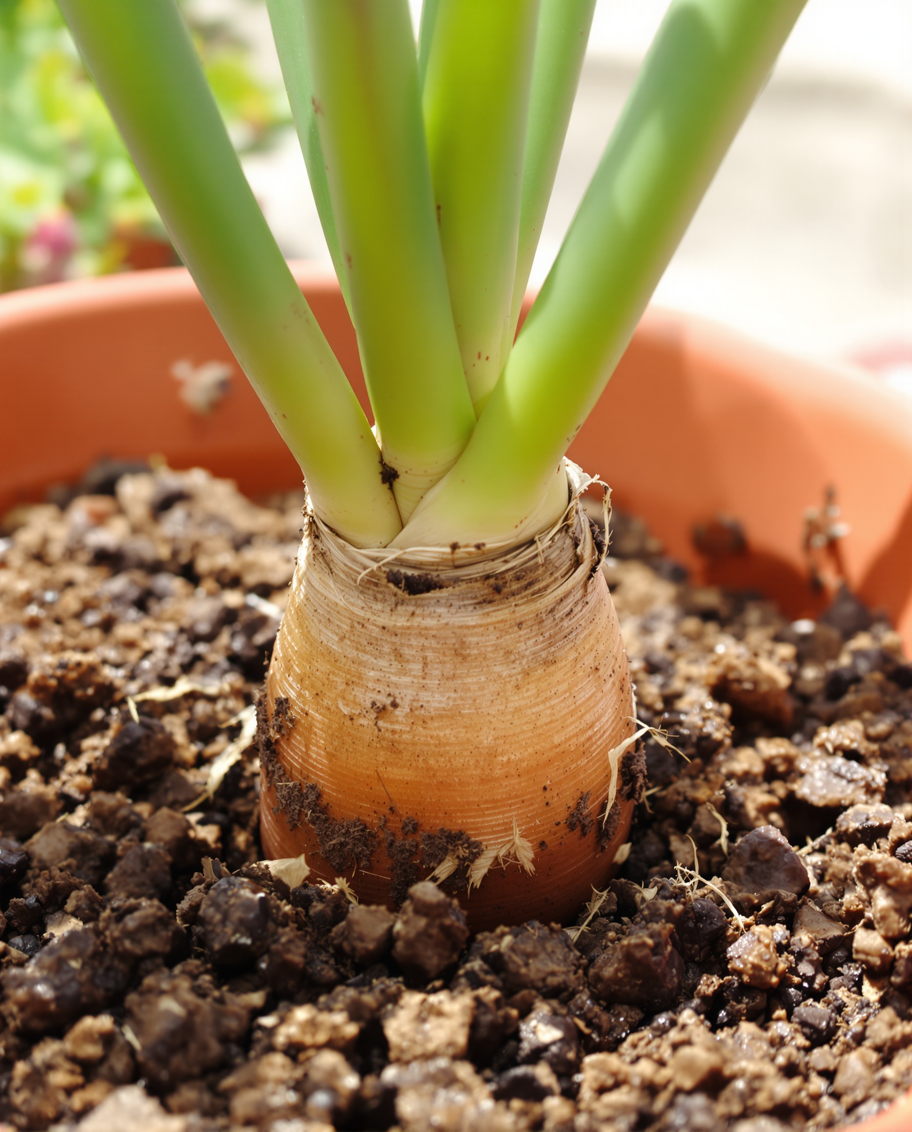 Plantation agapanthe orange pot terre cuite collet affleurant