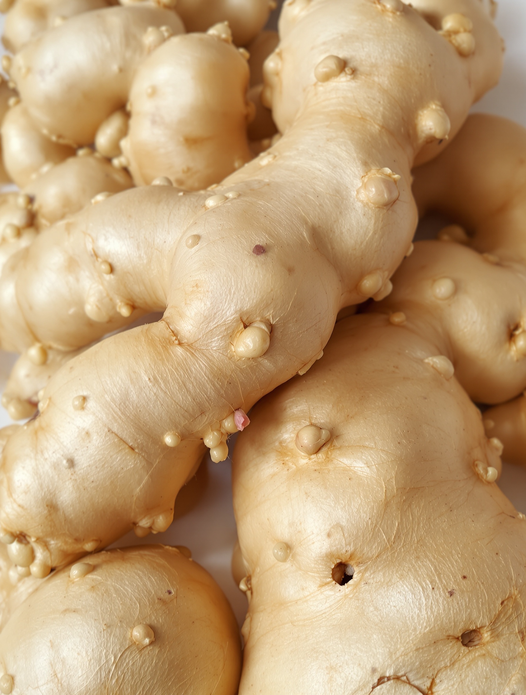 Gros plan sur un rhizome de gingembre frais, montrant ses bourgeons prometteurs pour la plantation.