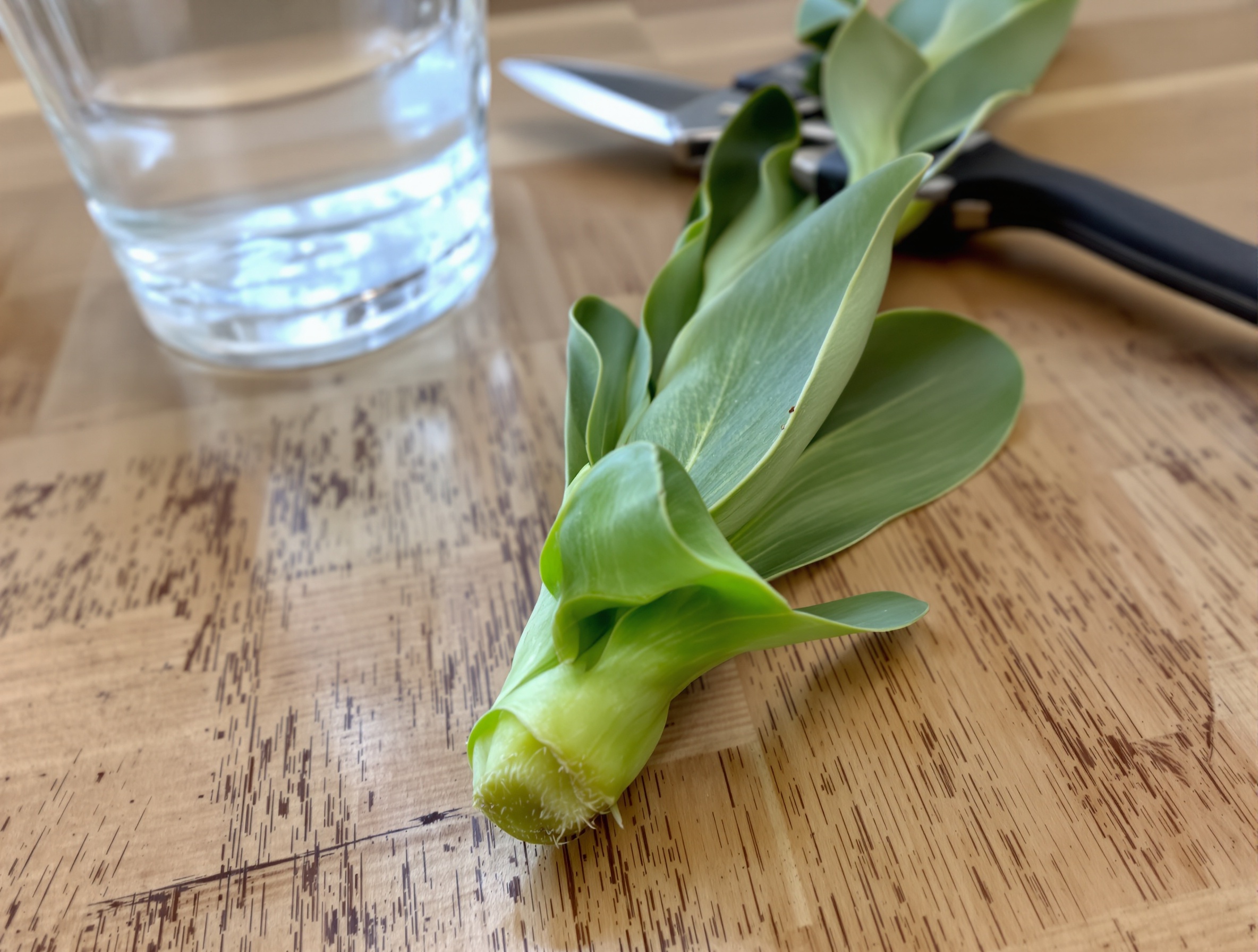 Gros plan sur une tige fraîchement coupée de Zamioculcas avec sécateur et verre d'eau.