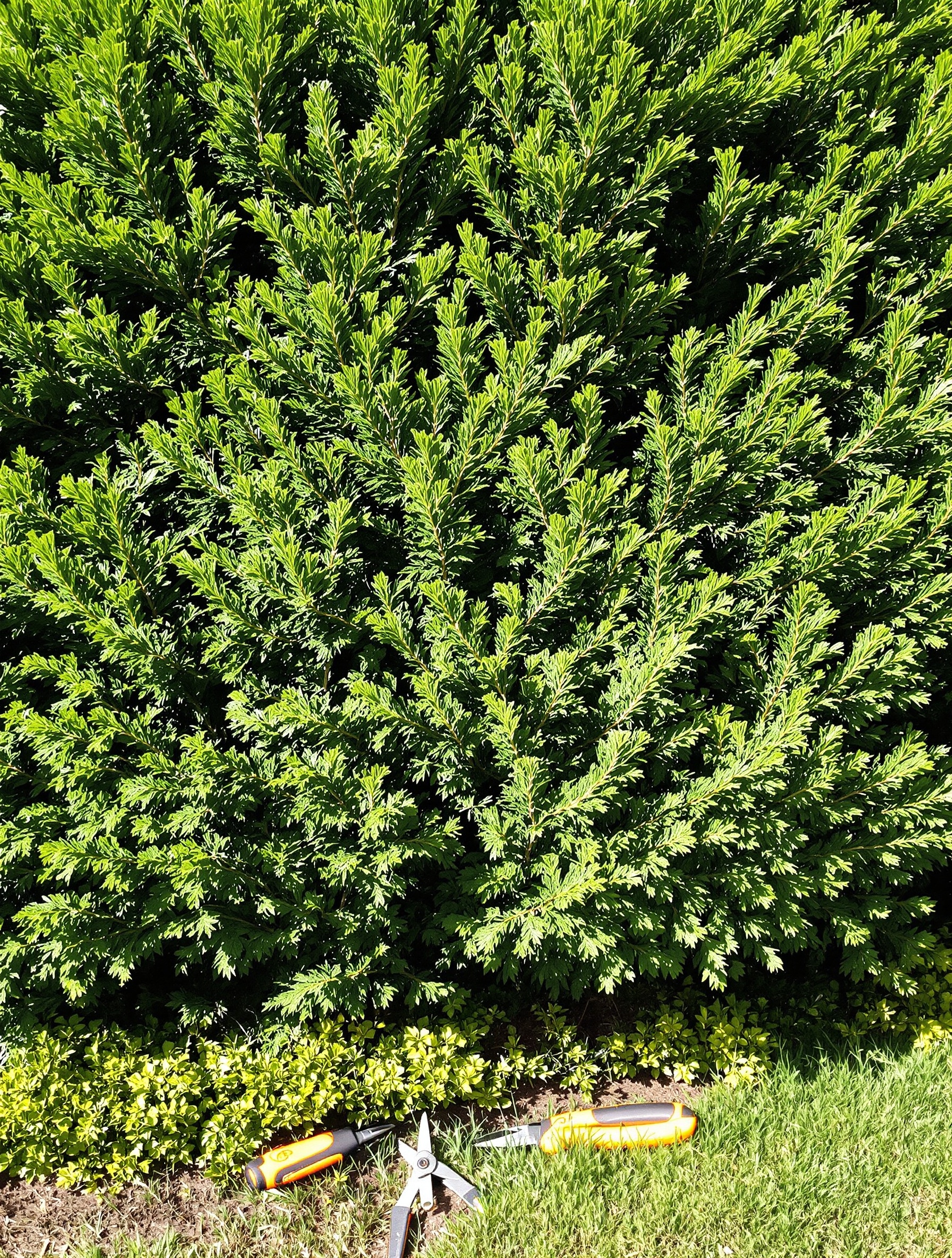 Haie de thuyas parfaitement taillée en fin d'été, coupes nettes et feuillage dense.