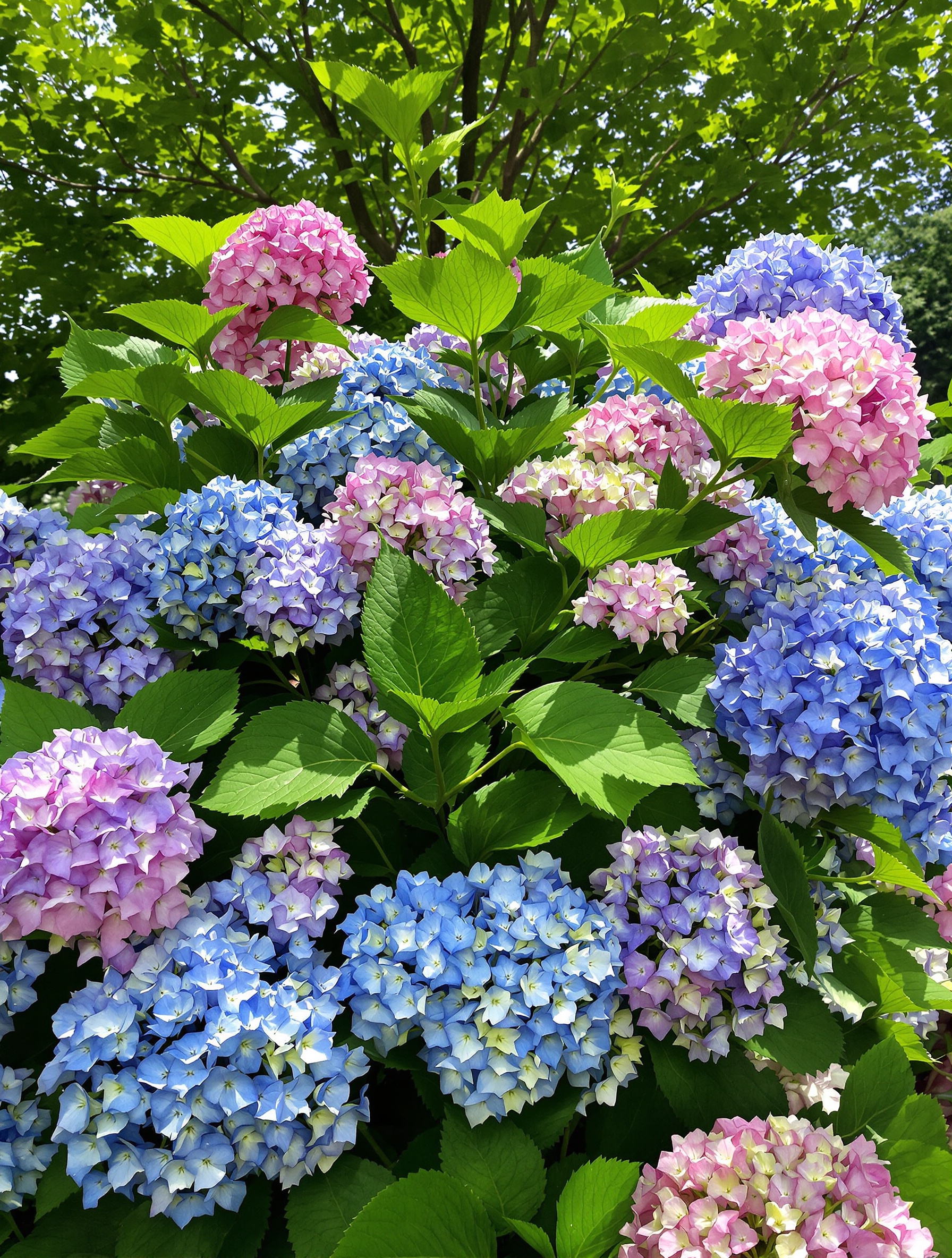 Hortensia idéalement placé à mi-ombre, avec un feuillage luxuriant et des inflorescences colorées, montrant l'importance de l'emplacement pour une floraison réussie.