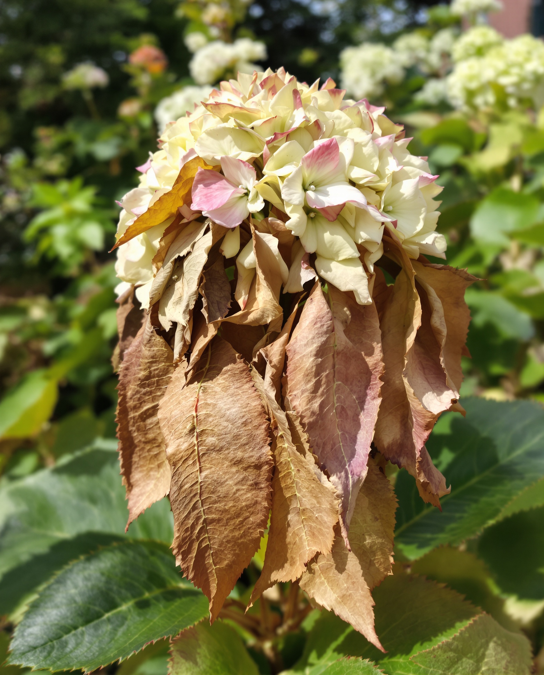 Hortensia sans fleurs, feuillage triste, ambiance légèrement moqueuse