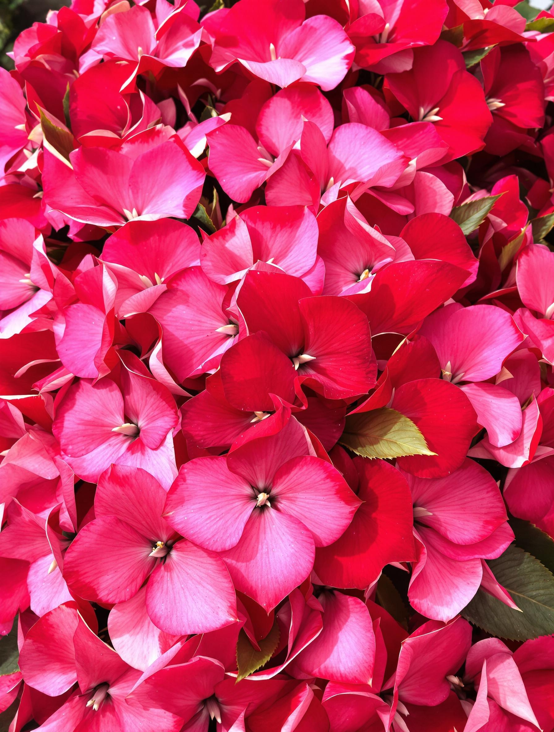 Mélange de cinq cultivars d’Impatiens de Nouvelle-Guinée en gros plan sous ombre tamisée