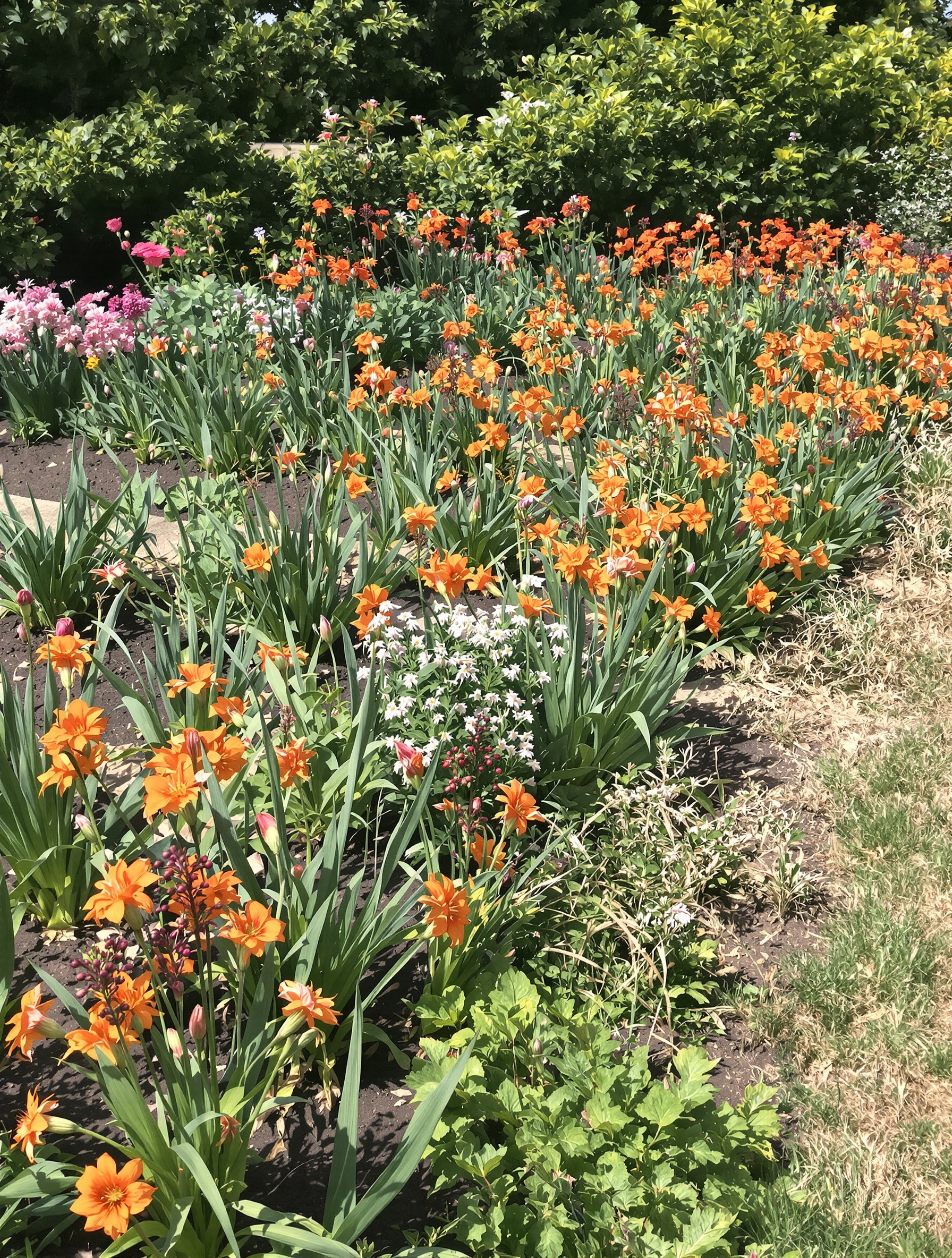 bordure potager plantée d'ail fritillaire impériale sureau méthode répulsive anti-mulots