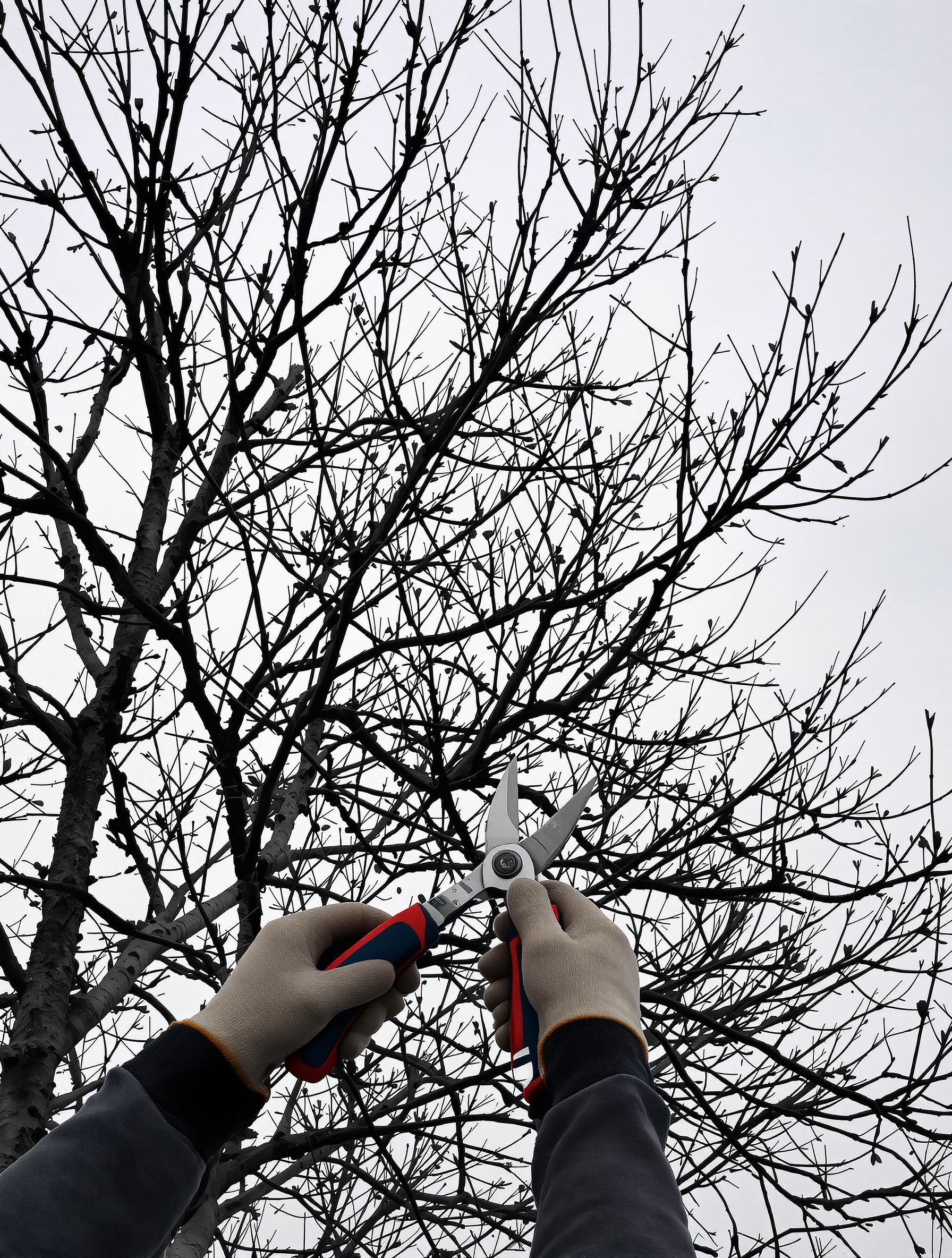 Taille précise d’un Albizia Julibrissin par un jardinier en hiver