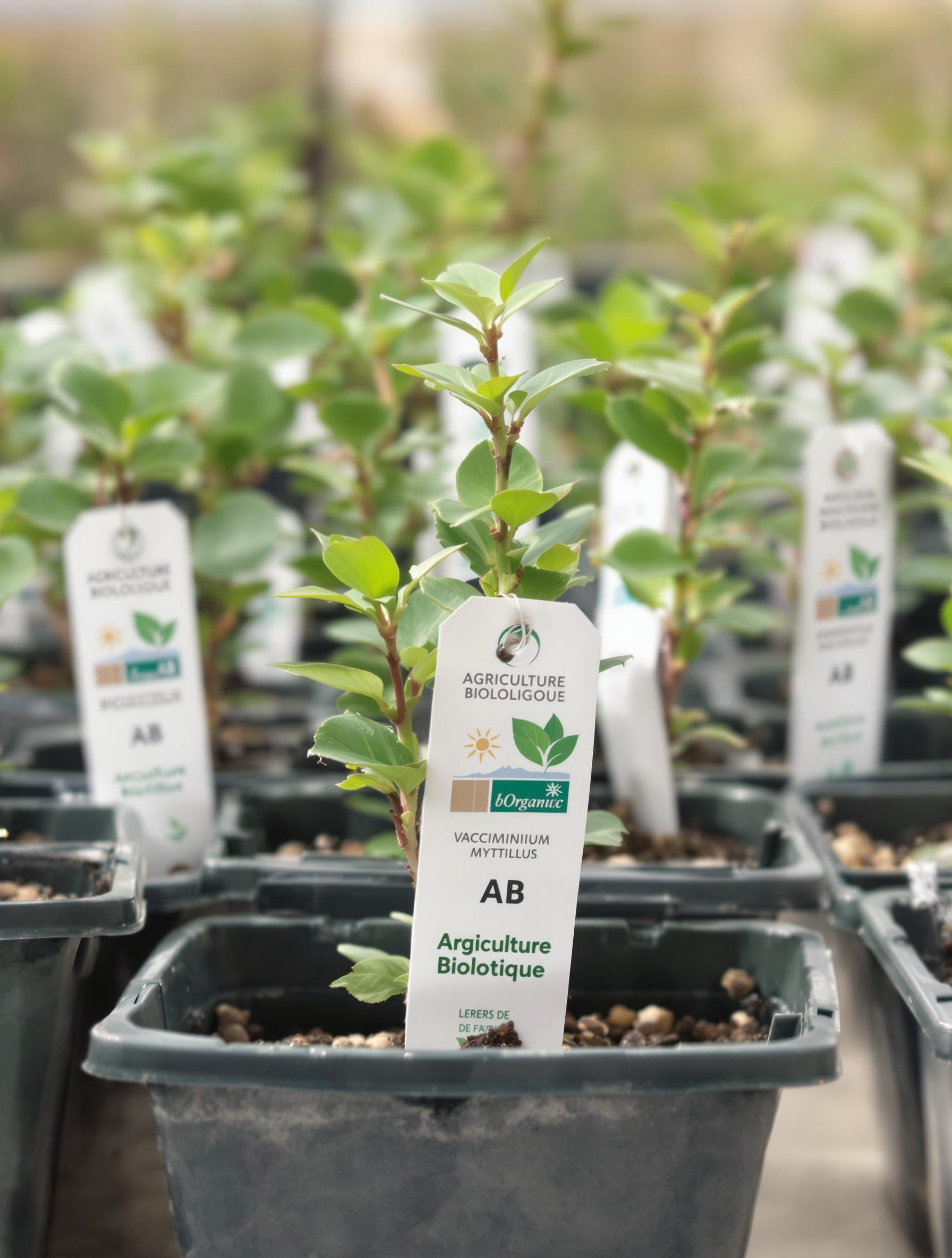 Jeunes plants de myrtillier sauvage certifiés AB, prêts à rejoindre ton coin acidophile