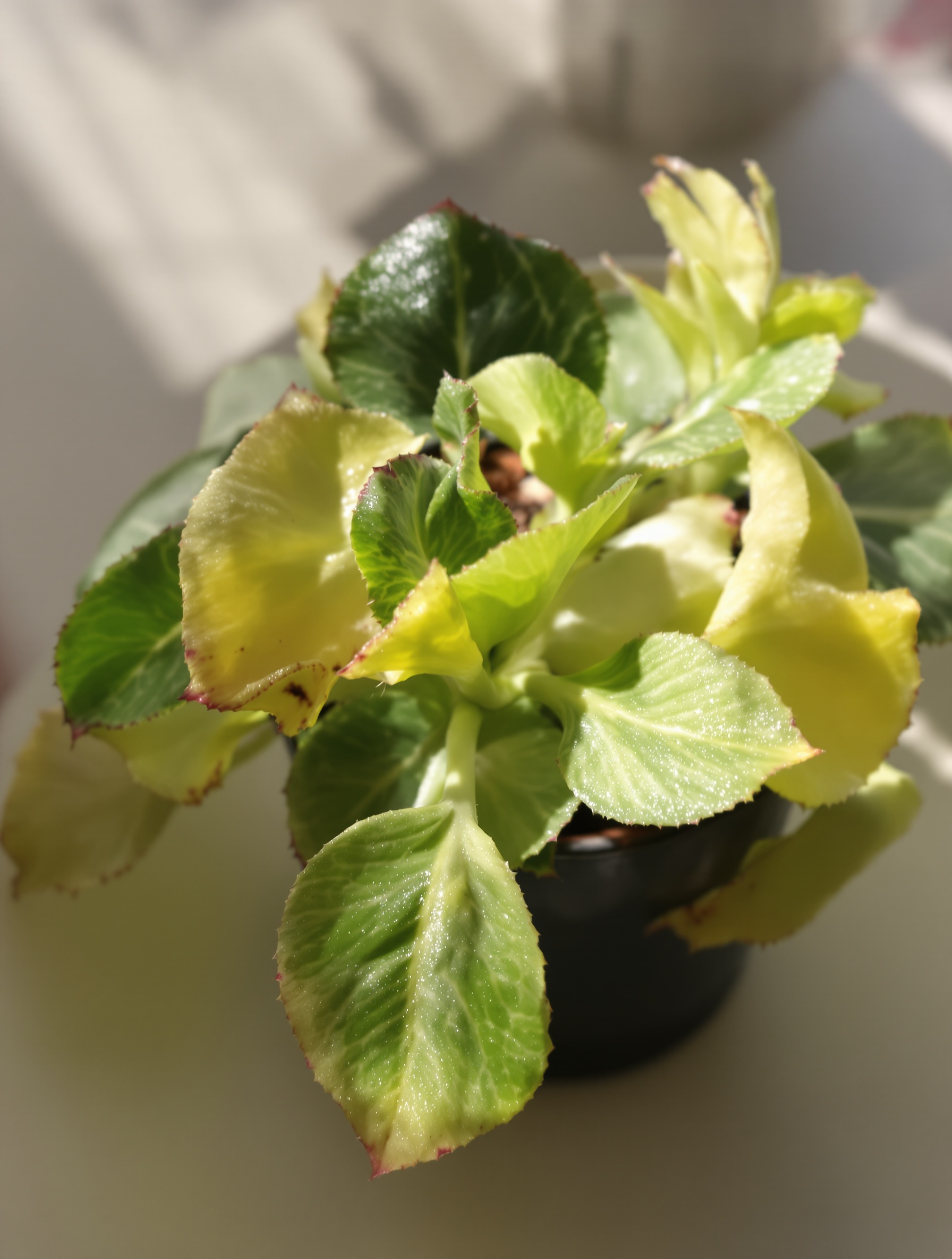 Kalanchoe feuilles molles jaunâtres excès d'eau