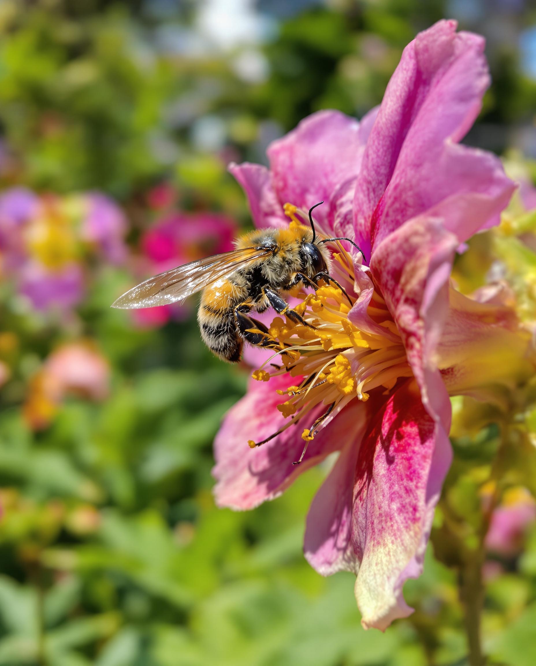 Bourdon Bombus terrestris pollinisant une gueule-de-loup