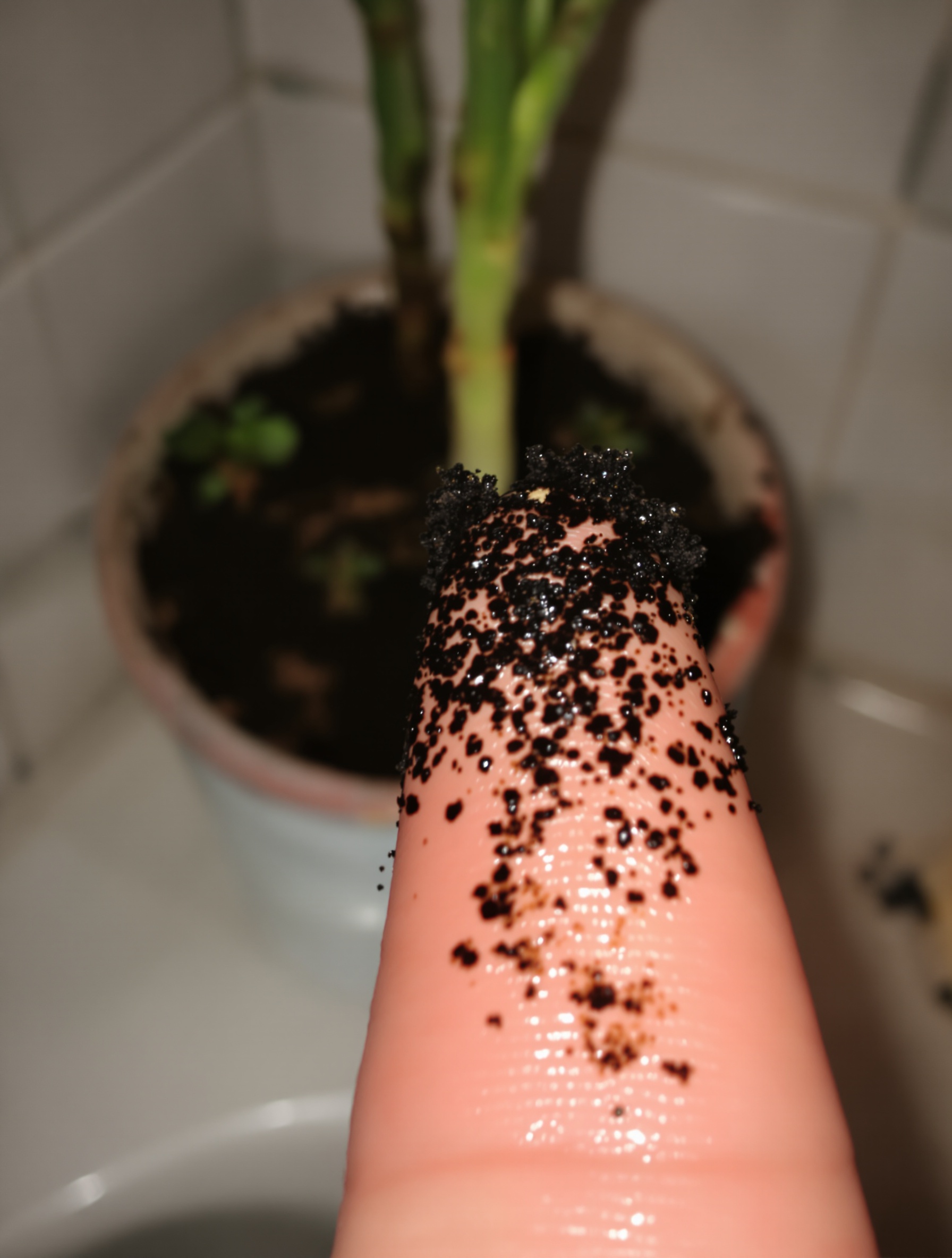 Doigt testant l'humidité terreau plante en WC