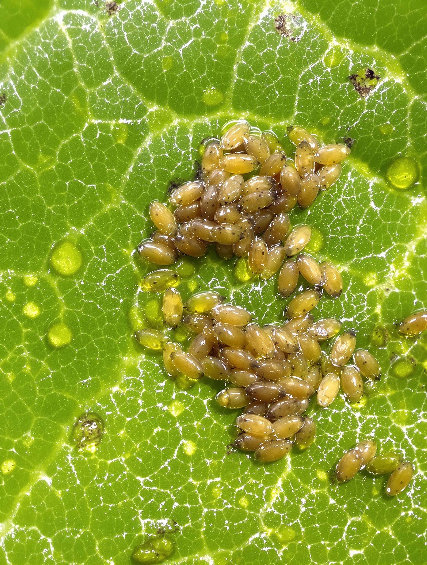 Macro photo d’une feuille de ficus infestée de Cochenille à coque (Coccus hesperidum) avec miellat visible